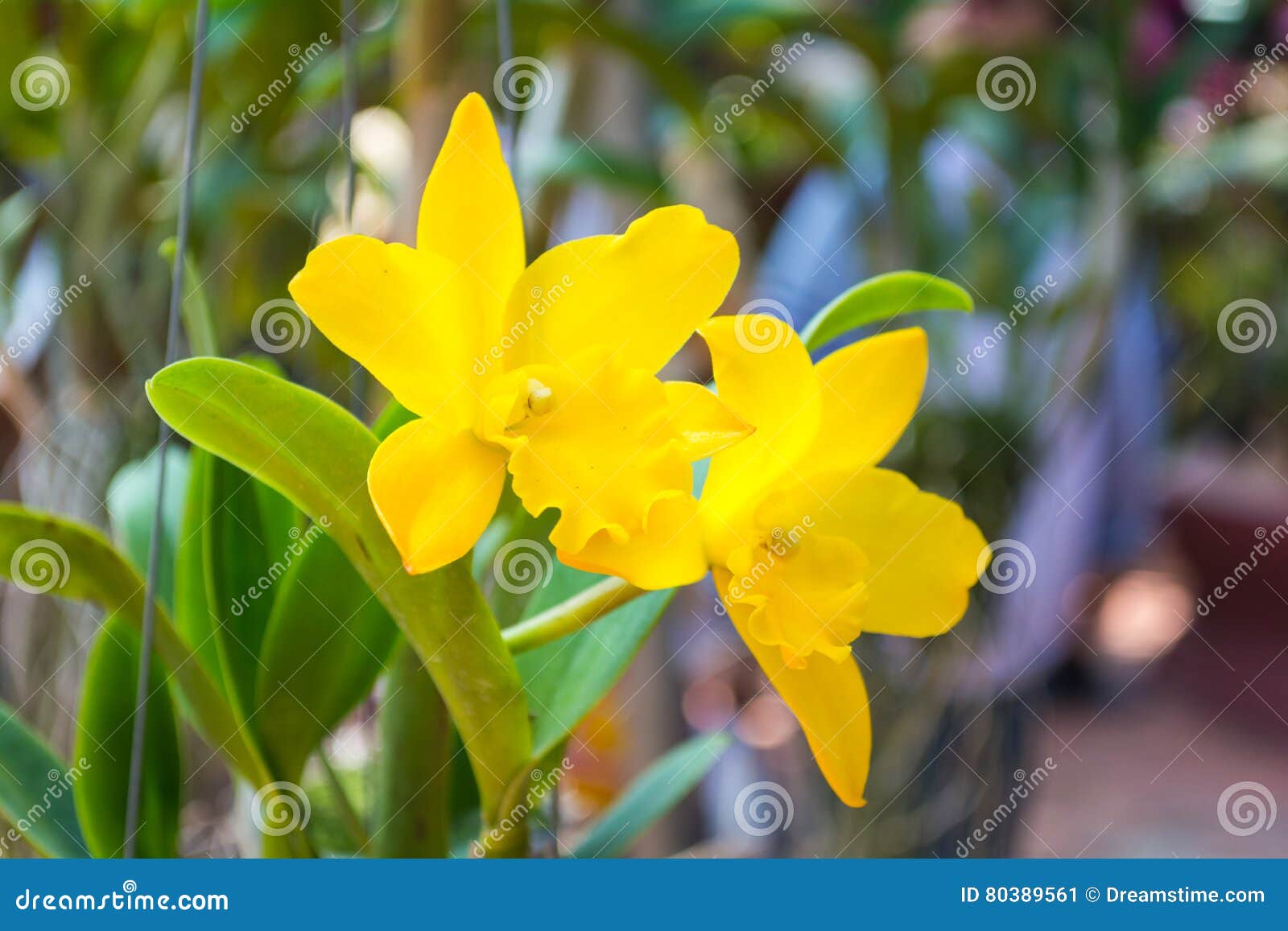 Orquídea Amarela De Cattleya Imagem de Stock - Imagem de planta, flor:  80389561