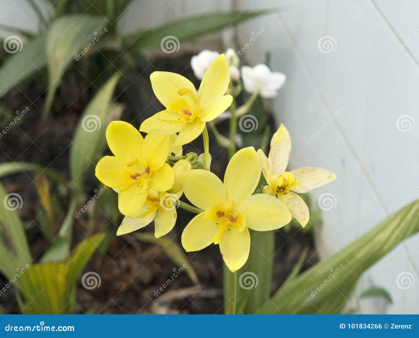 Orquídea Amarela De Spathoglottis Foto de Stock - Imagem de buquê,  brilhante: 101834266