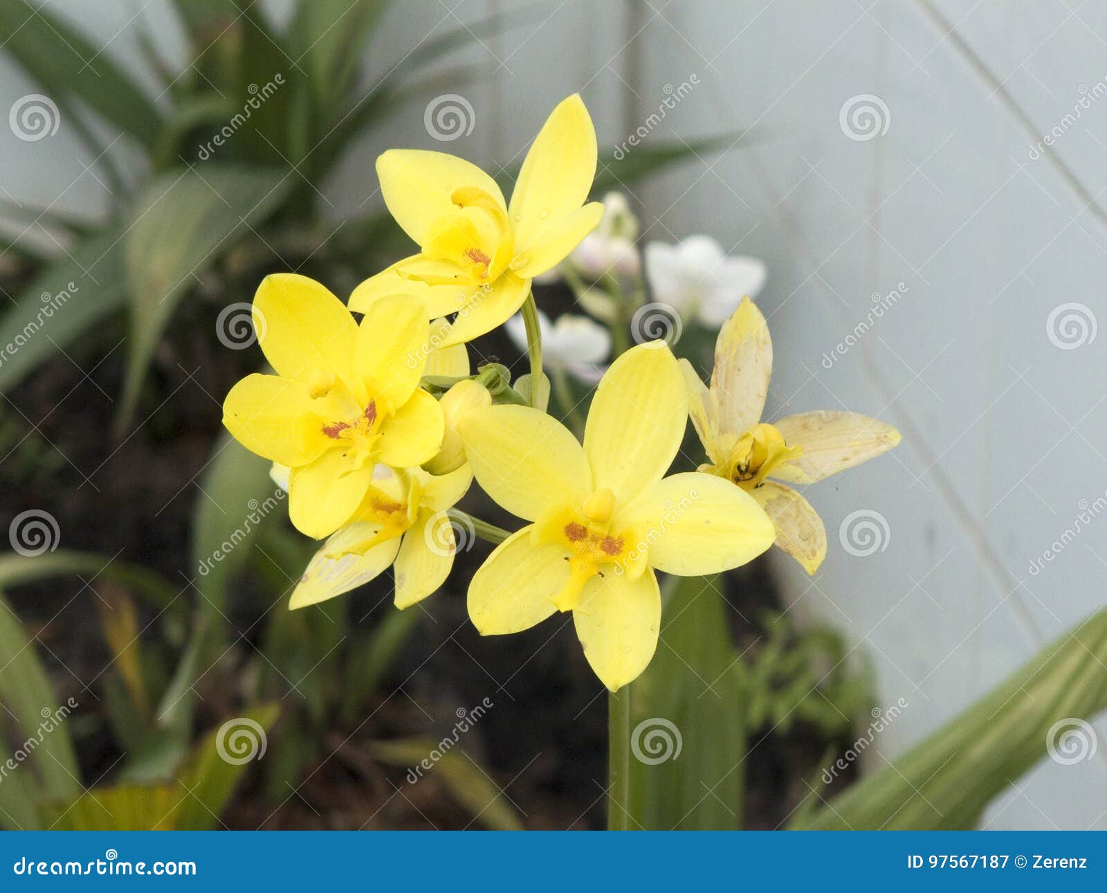Orquídea Amarela De Spathoglottis Imagem de Stock - Imagem de crescido,  sentimento: 97567187