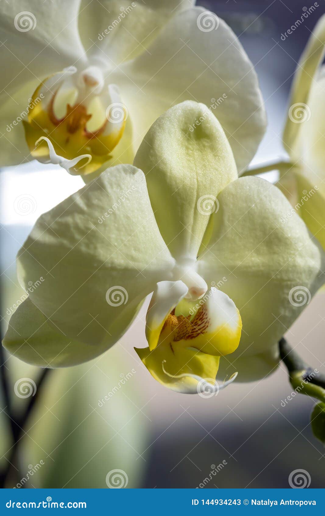 Orquídea Amarela Delicada Contra Uma Janela Clara, Luz Natural Imagem de  Stock - Imagem de buquê, pétala: 144934243