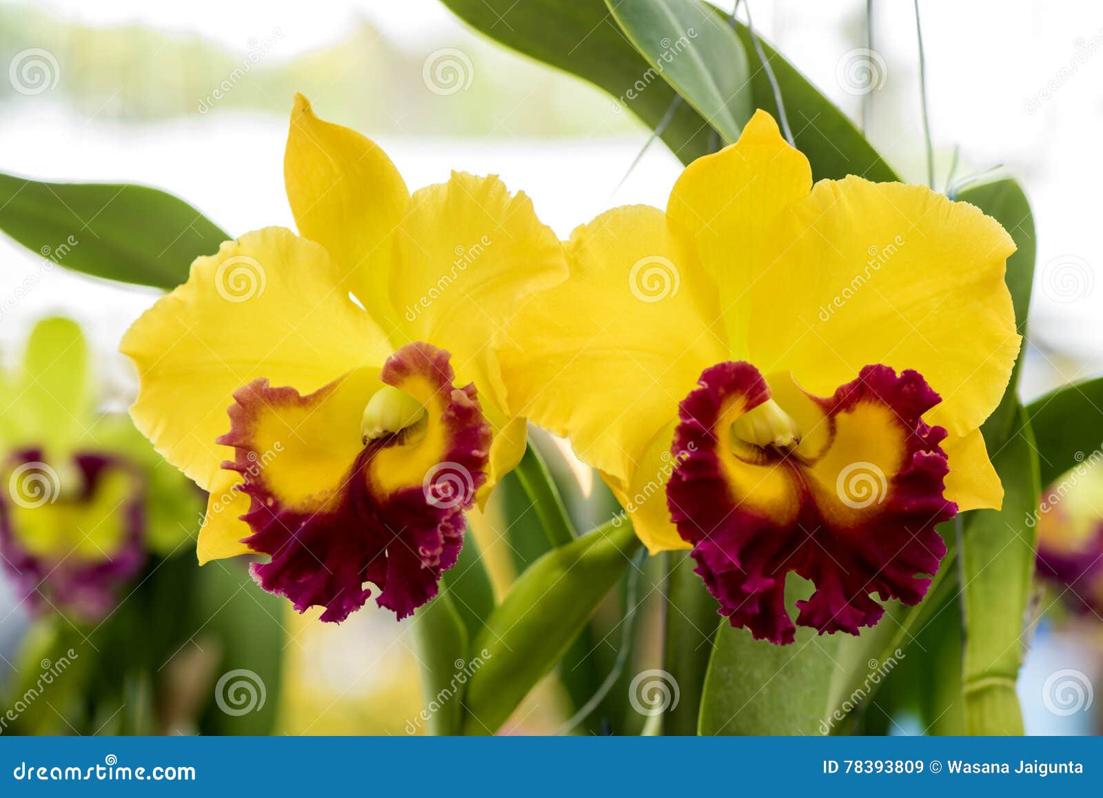 Orquídea Amarela Do Cattleya No Jardim Imagem de Stock - Imagem de  elegante, nave: 78393809