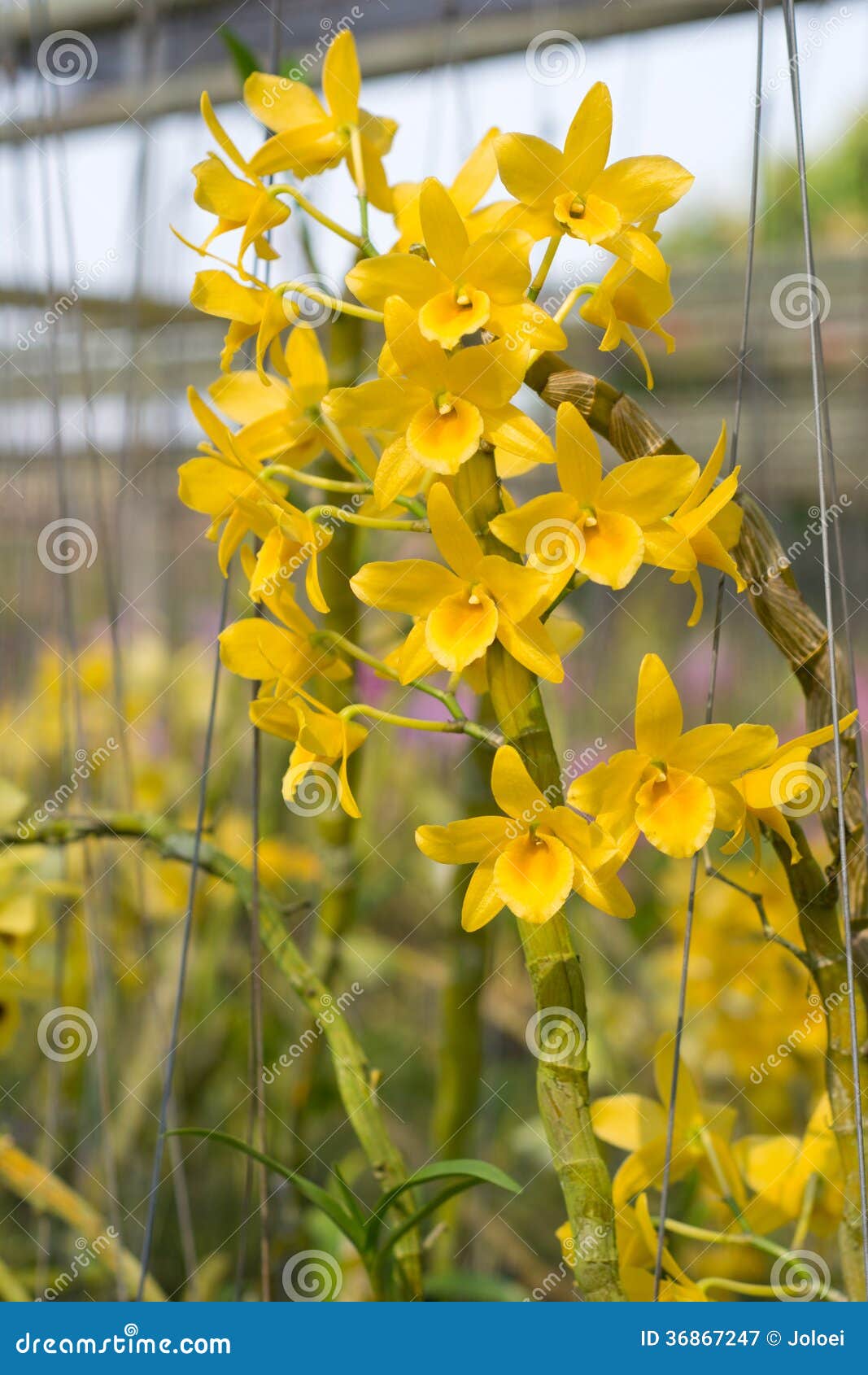 Orquídea Amarela Do Dendrobium Imagem de Stock - Imagem de oriente,  ecologia: 36867247