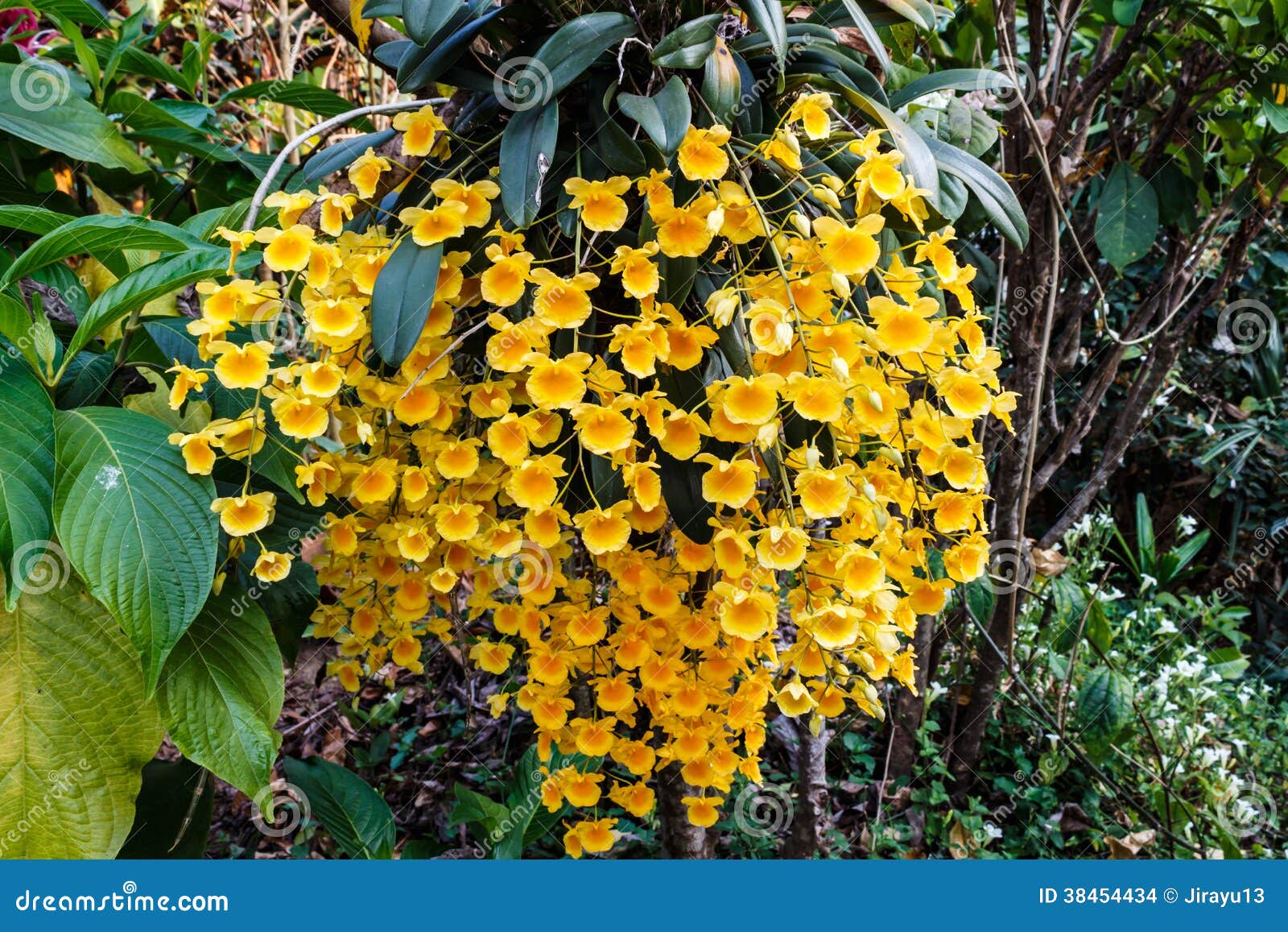 Orquídea Amarela Do Dendrobium Foto de Stock - Imagem de bonito, fresco:  38454434