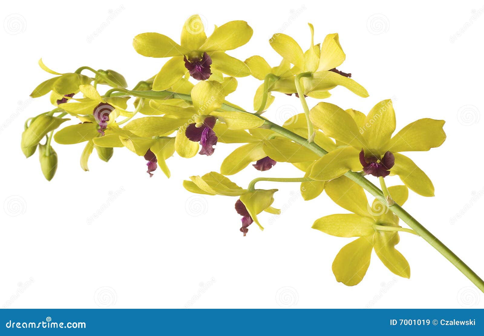 Orquídea Amarela Do Dendrobium No Fundo Branco. Imagem de Stock - Imagem de  planta, estame: 7001019