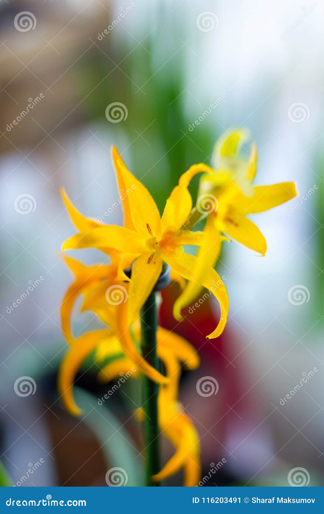 Orquídea Amarela Do Miltonia, Bonito E Fresco Na Janela Imagem de Stock -  Imagem de florescer, flor: 116203491