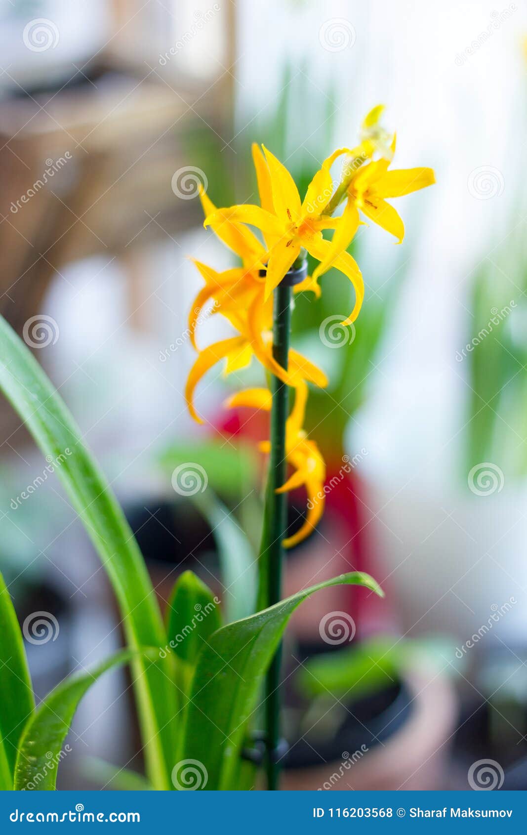 Orquídea Amarela Do Miltonia, Bonito E Fresco Na Janela Foto de Stock -  Imagem de casa, tropical: 116203568