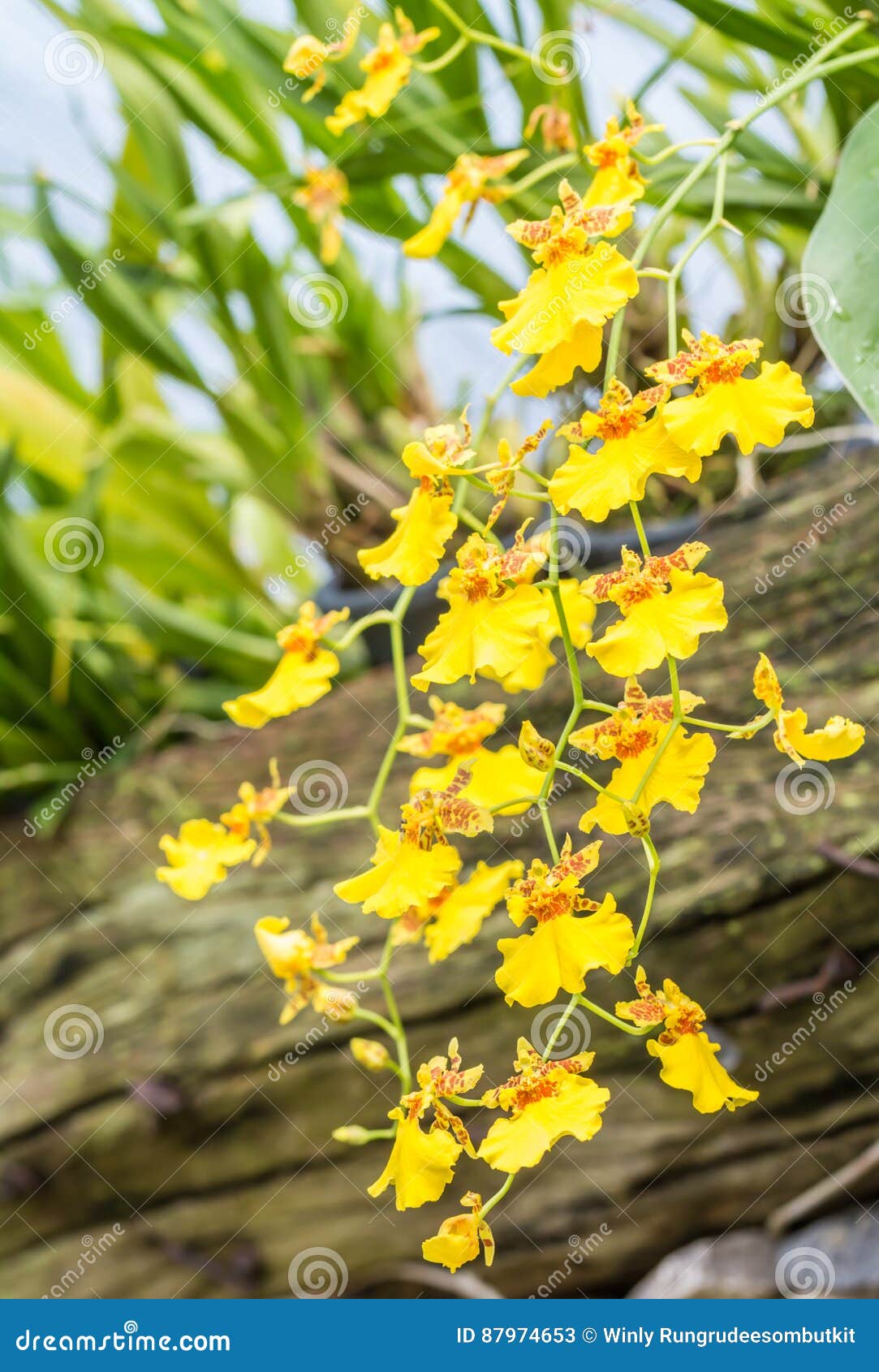 Orquídea Amarela Do Oncidium Imagem de Stock - Imagem de nave, tropical:  87974653