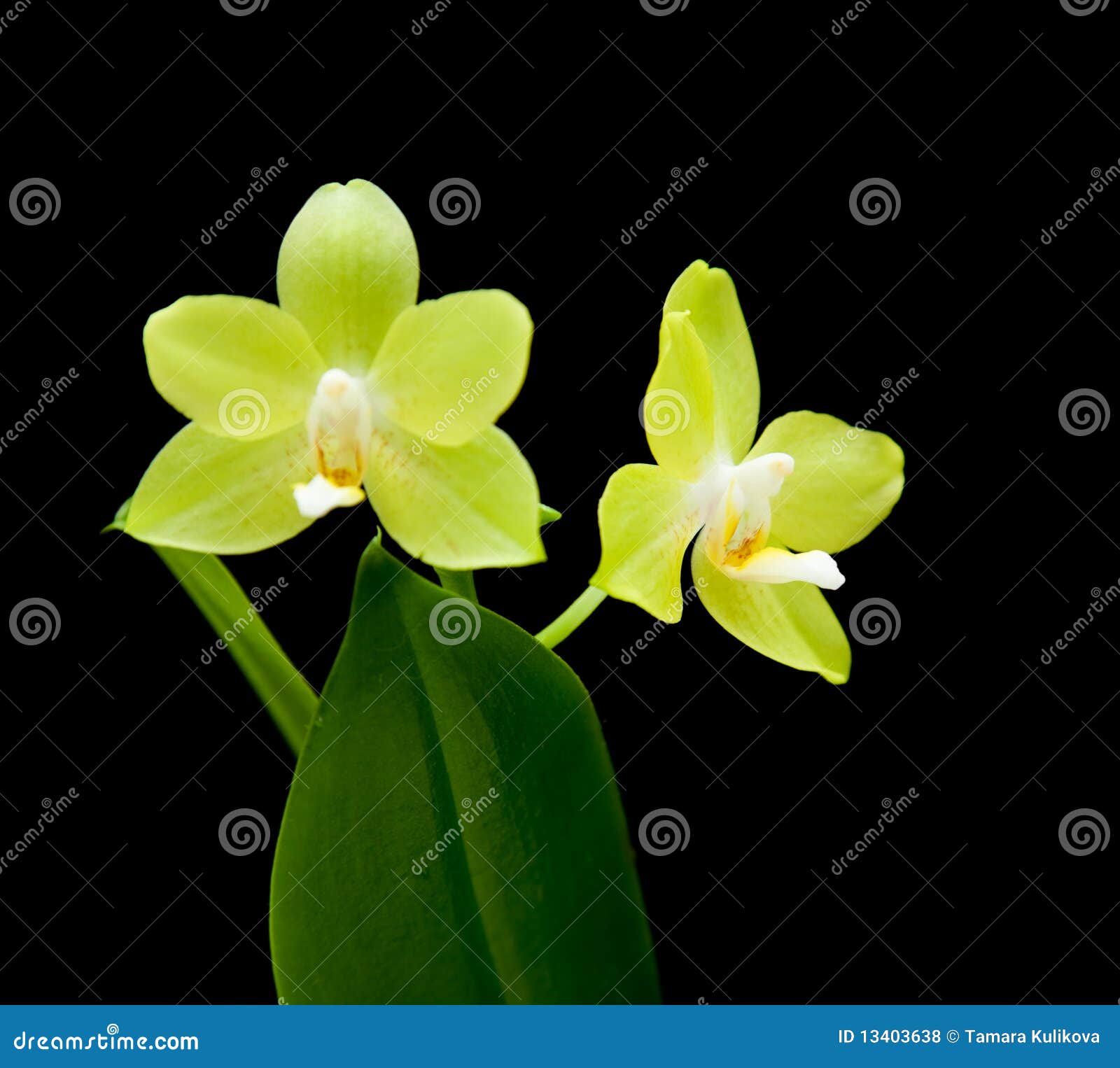 Orquídea Amarela Do Phalaenopsis Foto de Stock - Imagem de borboleta,  isolado: 13403638