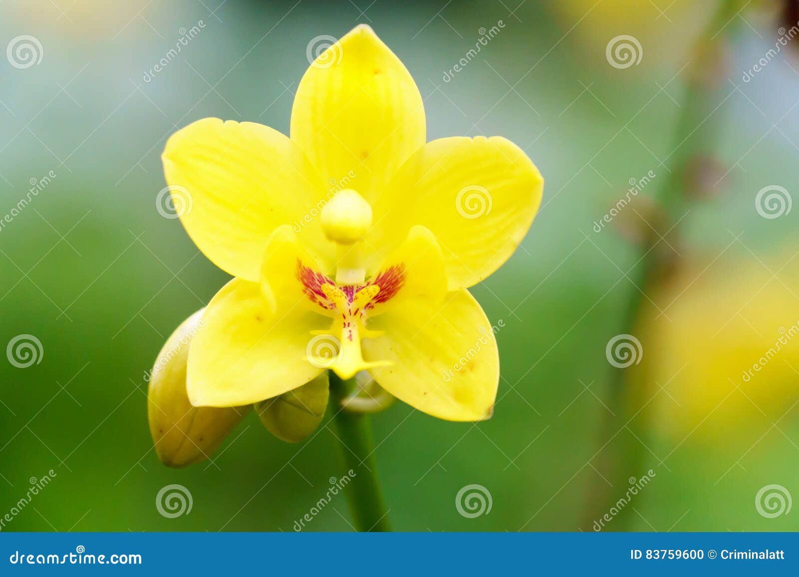 Orquídea Amarela Dos Spathoglottis No Jardim Foto de Stock - Imagem de  planta, botânica: 83759600
