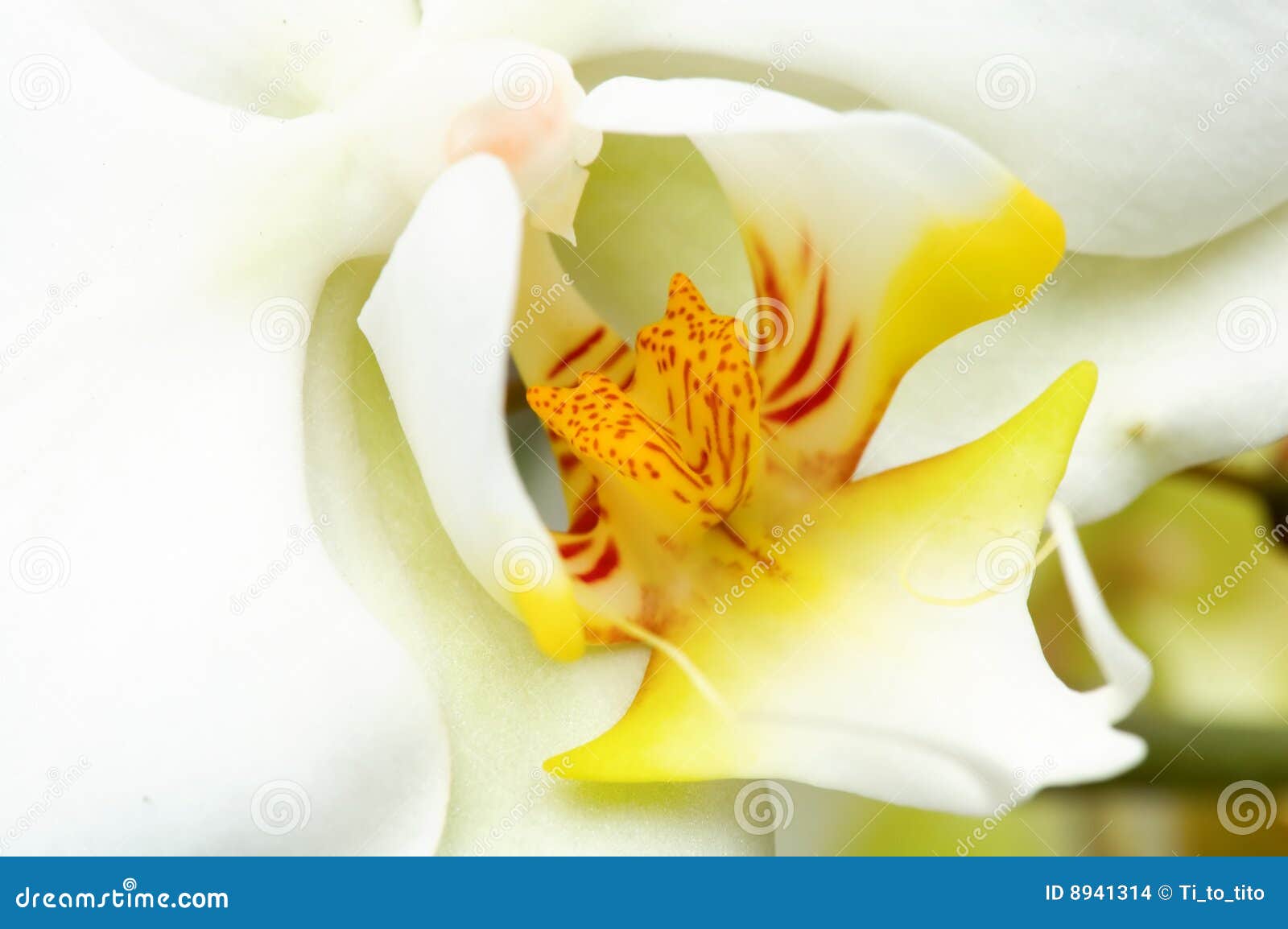 Orquídea amarela e branca foto de stock. Imagem de verde - 8941314