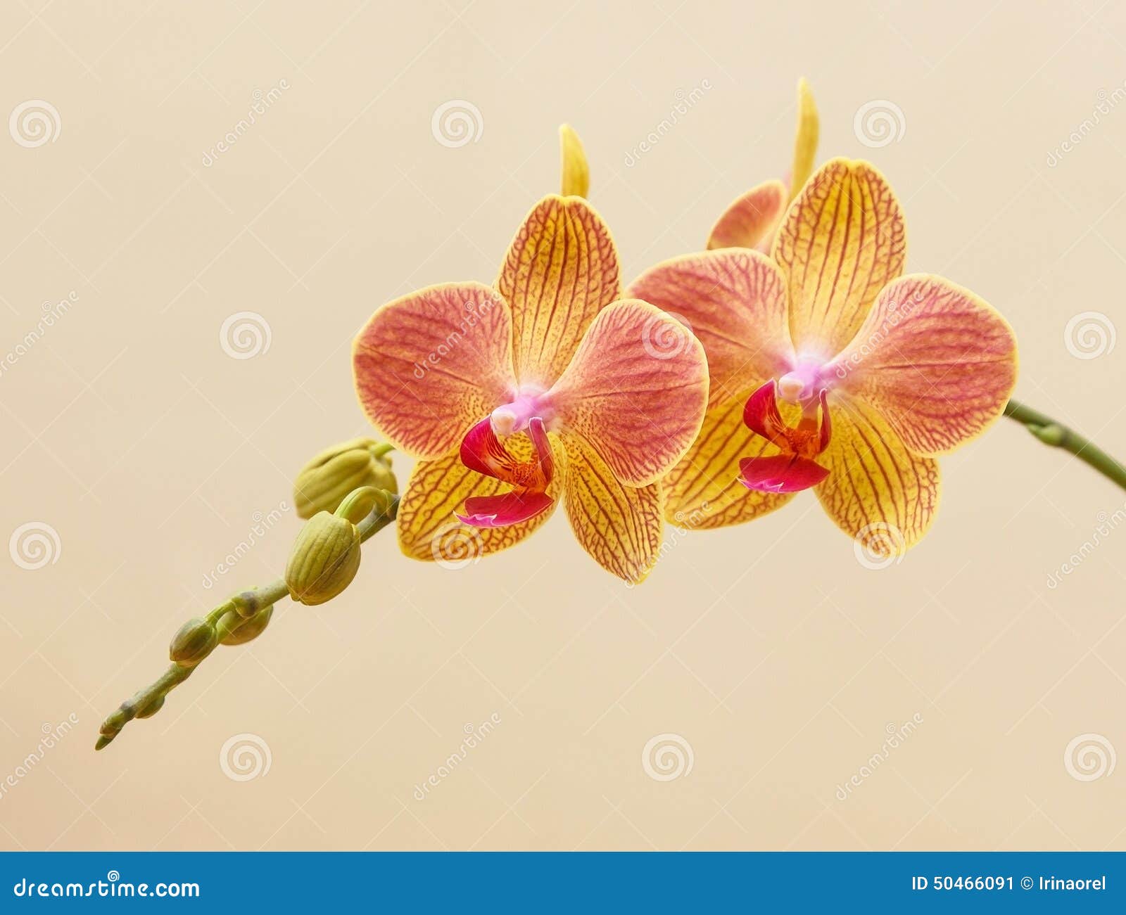 Orquídea Amarela E Cor-de-rosa Imagem de Stock - Imagem de tranquilo,  raias: 50466091
