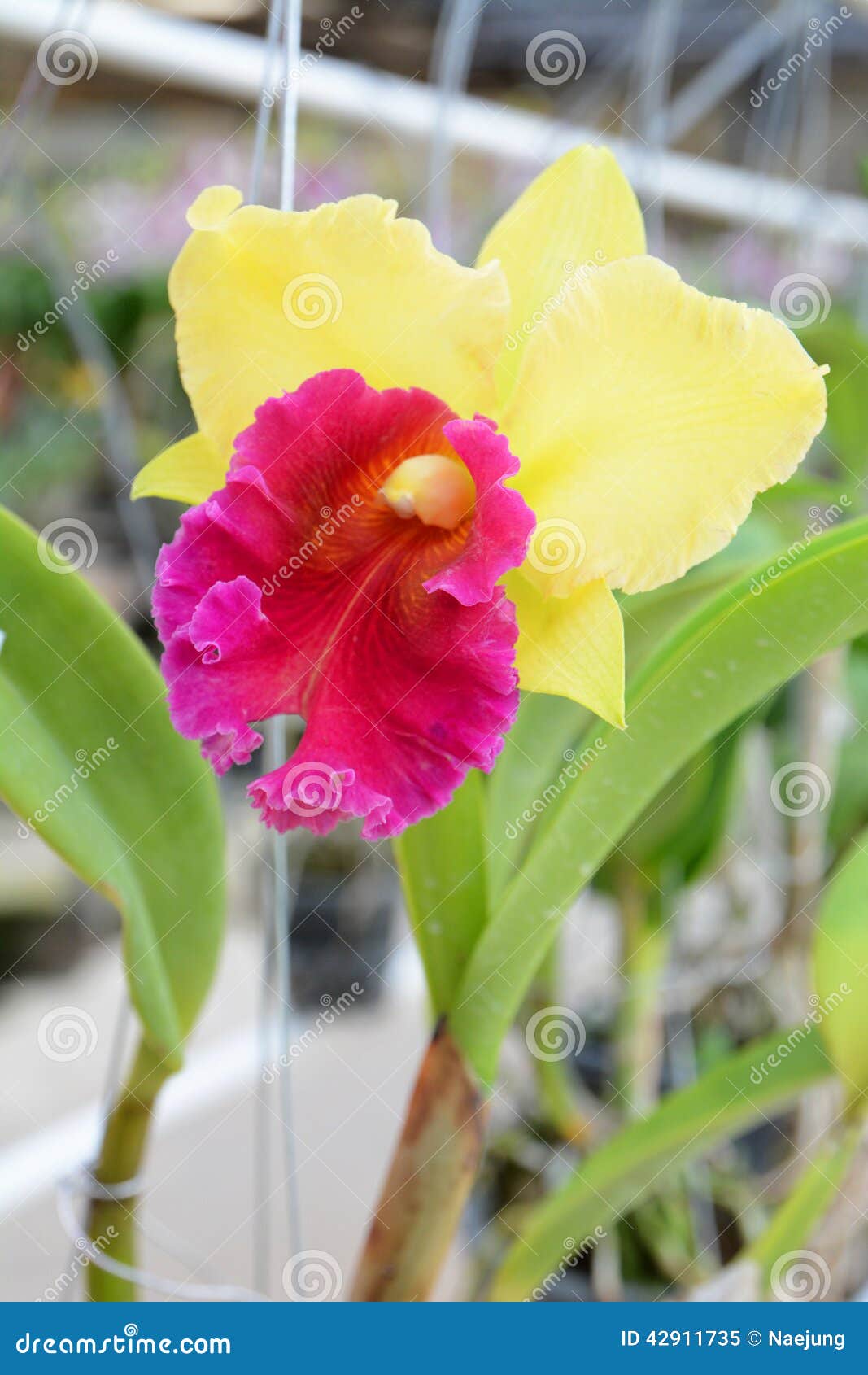 Orquídea Amarela E Cor-de-rosa Do Cattleya Imagem de Stock - Imagem de  pétala, flora: 42911735