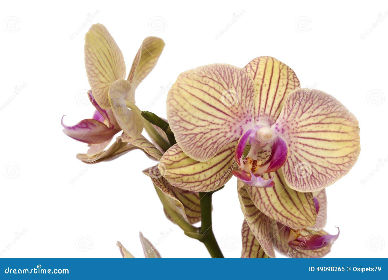 Orquídea amarela e roxa imagem de stock. Imagem de planta - 49098265