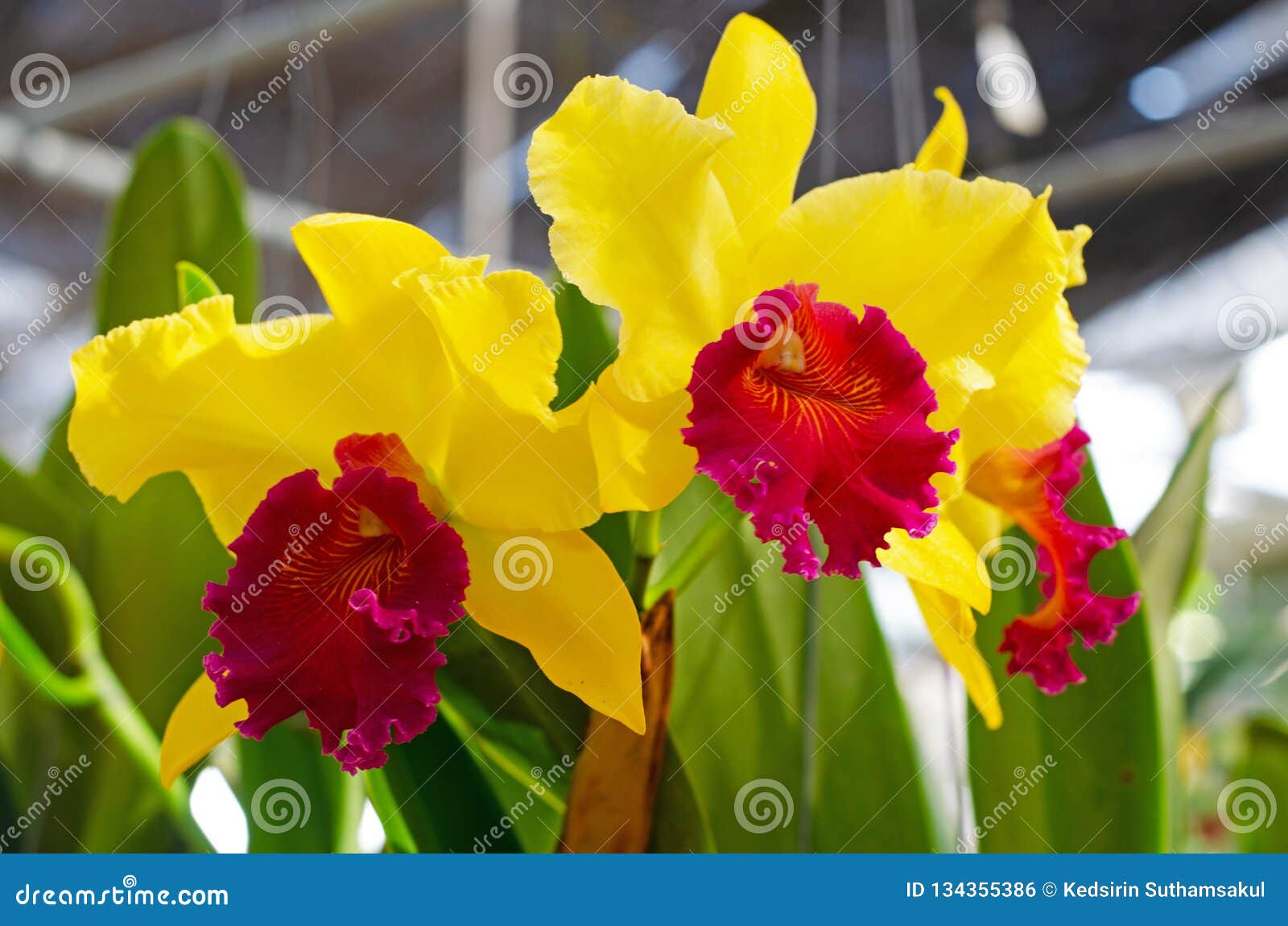 Orquídea Amarela E Vermelha De Cattleya Foto de Stock - Imagem de bonito,  filial: 134355386