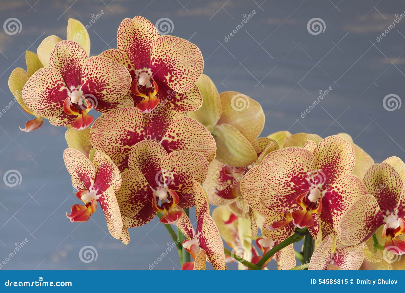 A Orquídea Amarela E Vermelha Do Phalaenopsis Floresce Contra O Fundo  Borrado Azul Imagem de Stock - Imagem de fundo, nave: 54586815