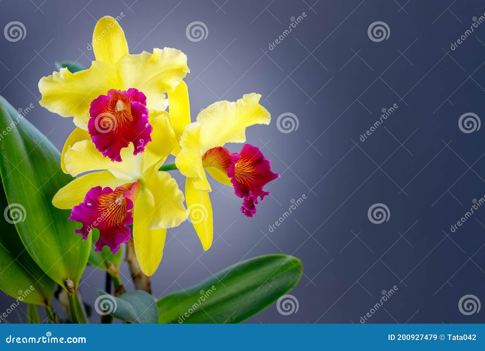 Orquídea Amarela Fantástica Com Lábio Vermelho Púrpura Do Gênero Cattleya  Variedade Blc. Alma Keon Gray Background Imagem de Stock - Imagem de  cinzento, jardim: 200927479