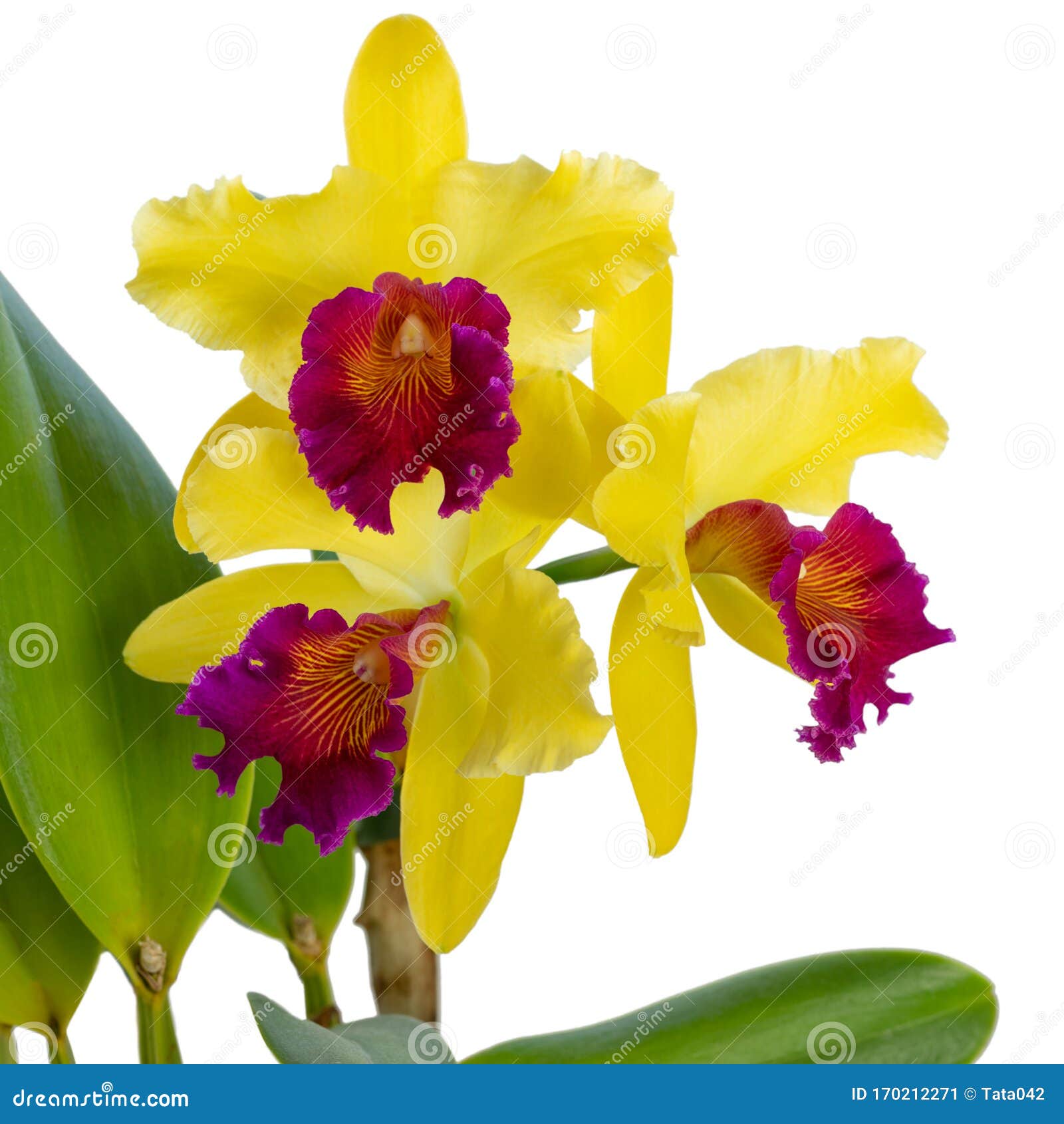 Orquídea Amarela Fantástica Com Lábio Vermelho-roxo Do Gênero Cattleya  Variedade Blc Alma Kee Sobre Fundo Branco Flores Doméstica Imagem de Stock  - Imagem de branco, quadrado: 170212271