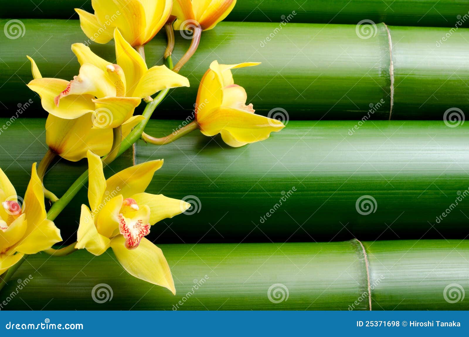 Orquídea amarela no bambu foto de stock. Imagem de completamente - 25371698