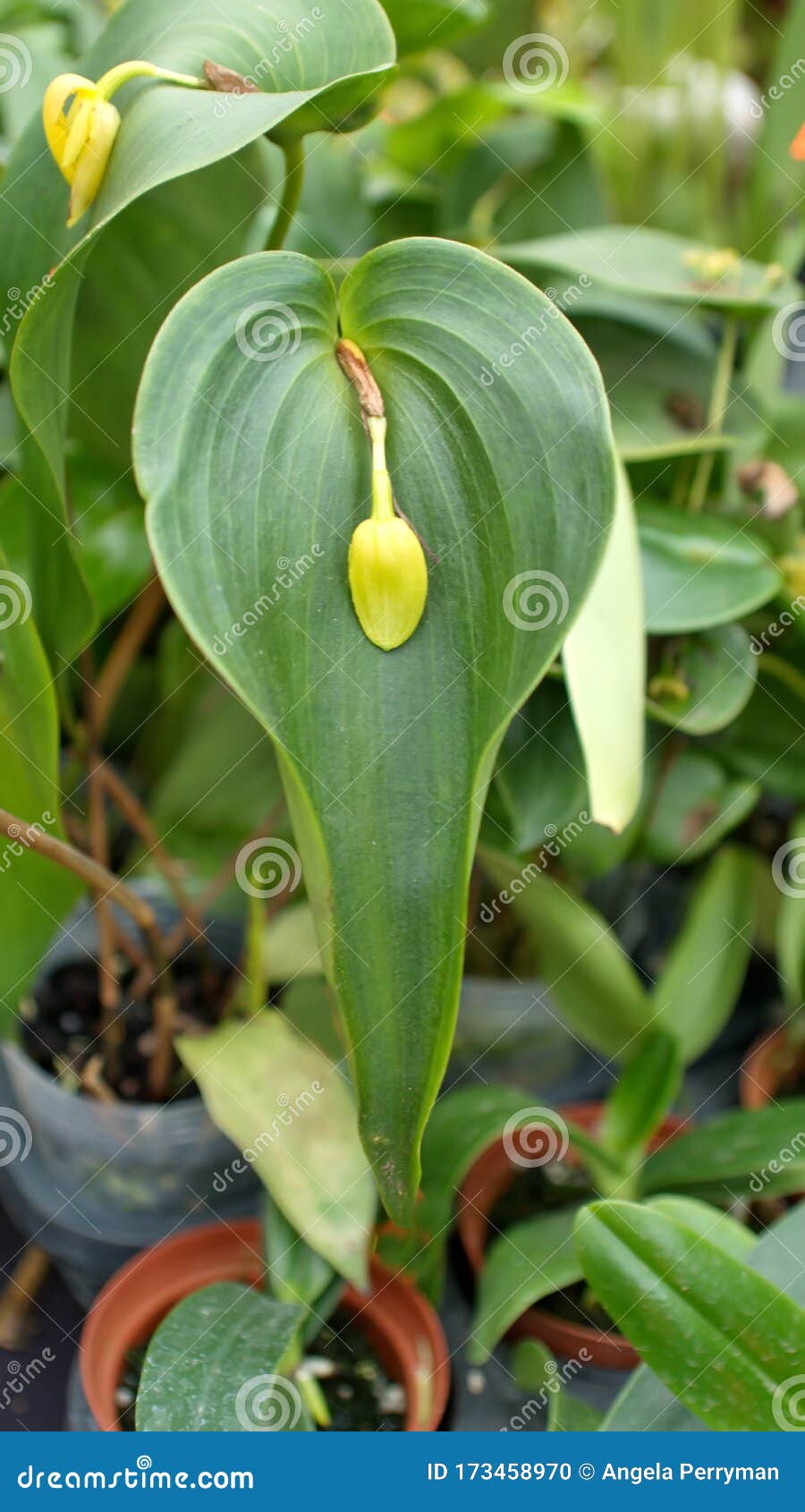 Orquídea Amarela No Meio De Uma Folha Foto de Stock - Imagem de equador,  quito: 173458970