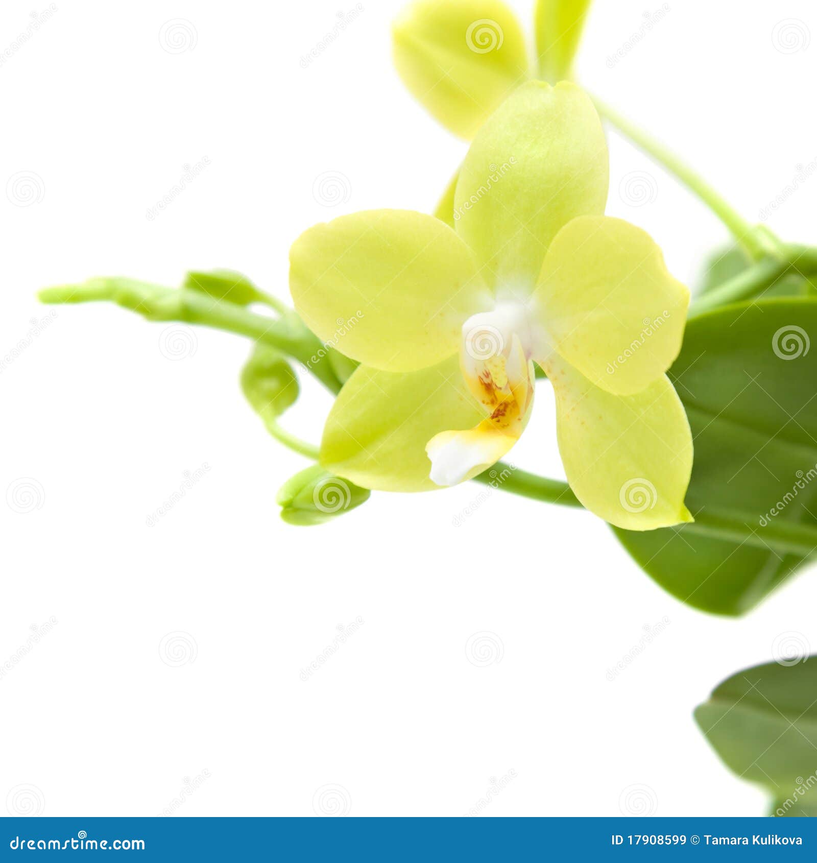 Orquídea Amarilla Del Phalaenopsis Imagen de archivo - Imagen de travieso,  flor: 17908599