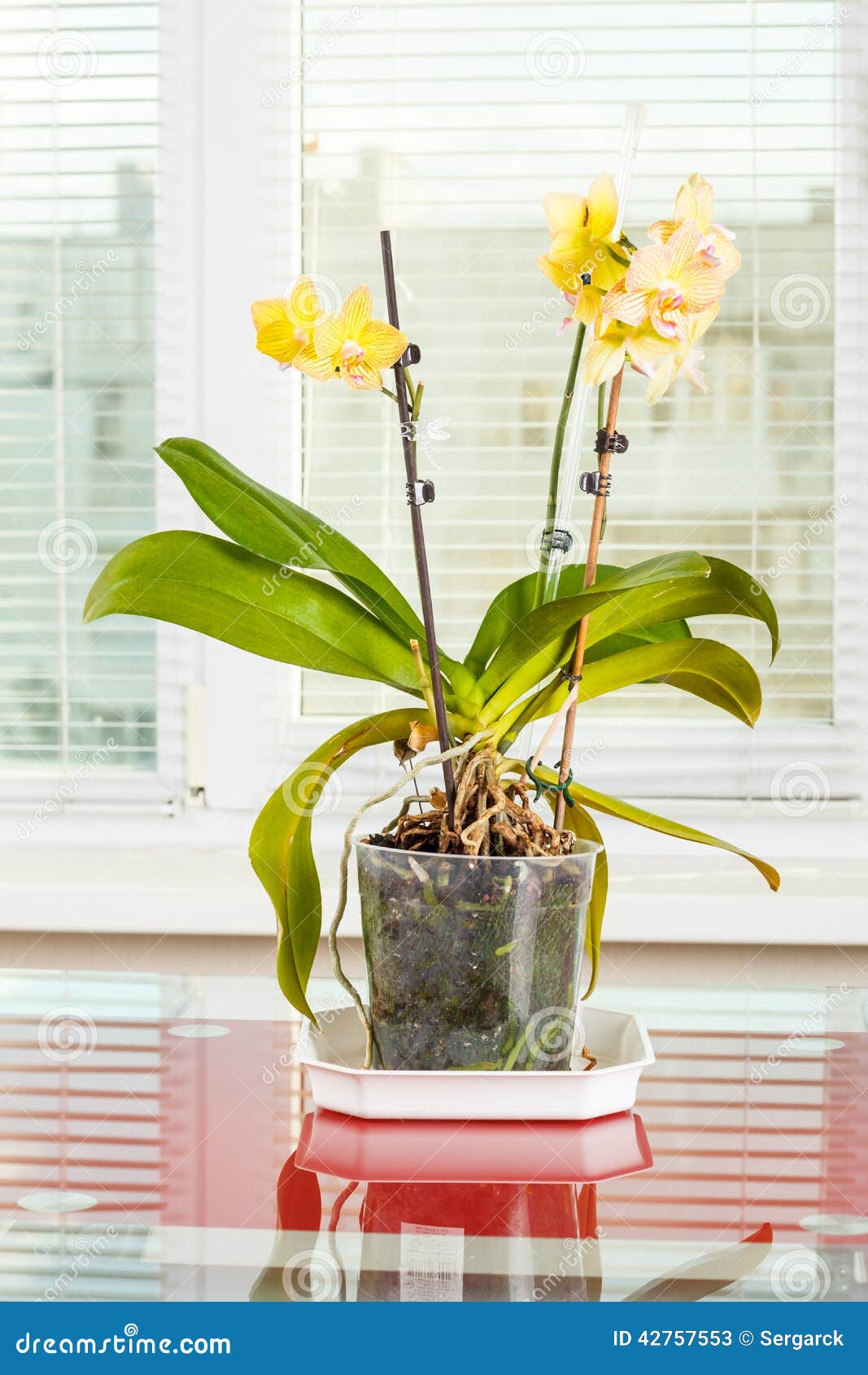 Orquídea Amarilla Flor Del Pote En Maceta Transparente Imagen de archivo -  Imagen de fondo, apacible: 42757553