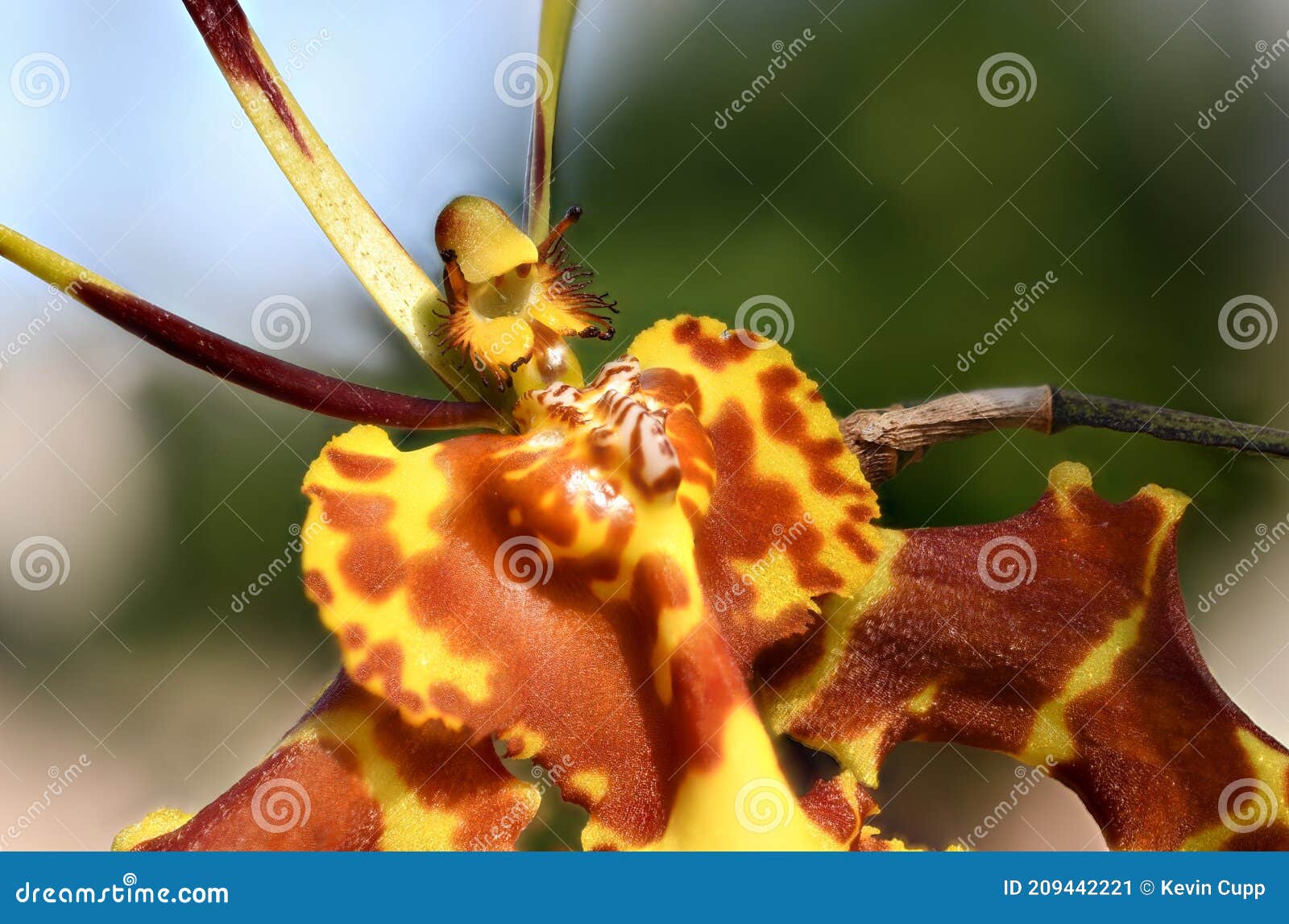 Orquídea-aranha-amarela E Vermelha Num Jardim Mediterrânico No Novo México.  Imagem de Stock - Imagem de flora, planta: 209442221