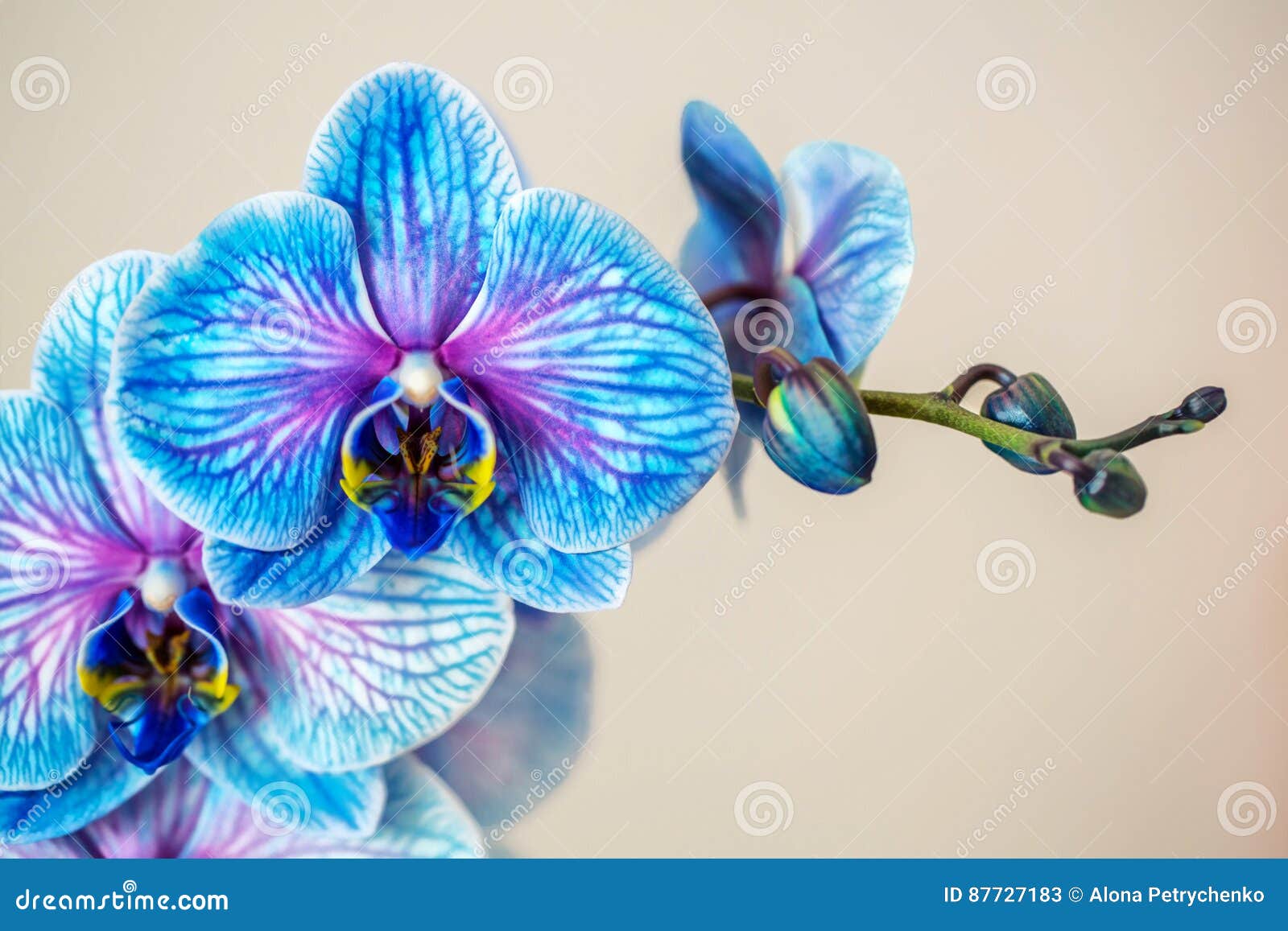 Orquídea Azul Brunch De La Orquídea Con Las Flores Azules Imagen de archivo  - Imagen de decorativo, travieso: 87727183