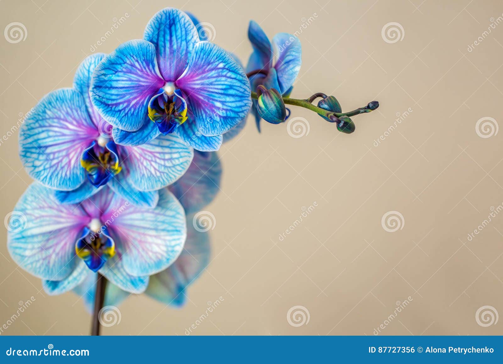 Orquídea Azul Brunch De La Orquídea Con Las Flores Azules Foto de archivo -  Imagen de fresco, vacaciones: 87727356