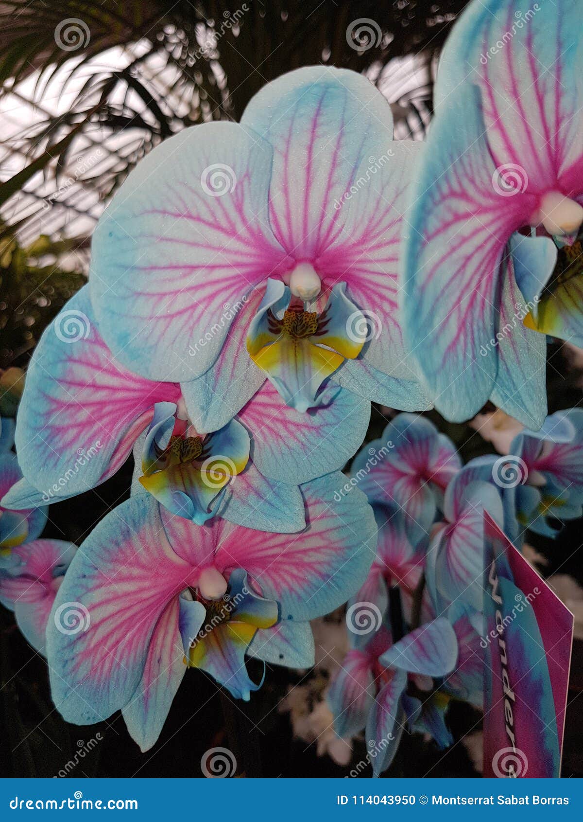 Orquídea Azul Com Veias Cor-de-rosa Foto de Stock - Imagem de cores, real:  114043950