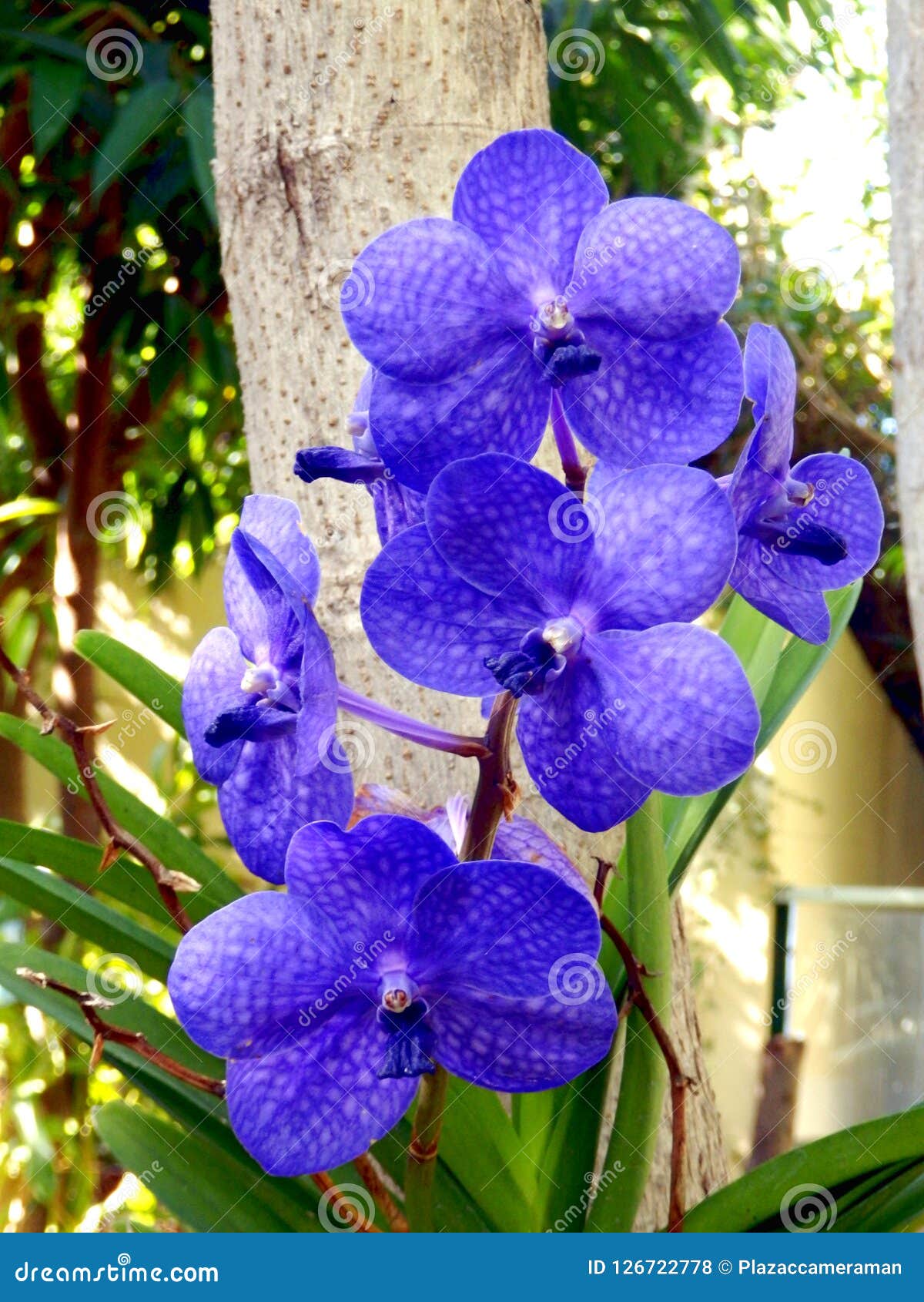 Orquídea azul de Vanda foto de archivo. Imagen de floral - 126722778