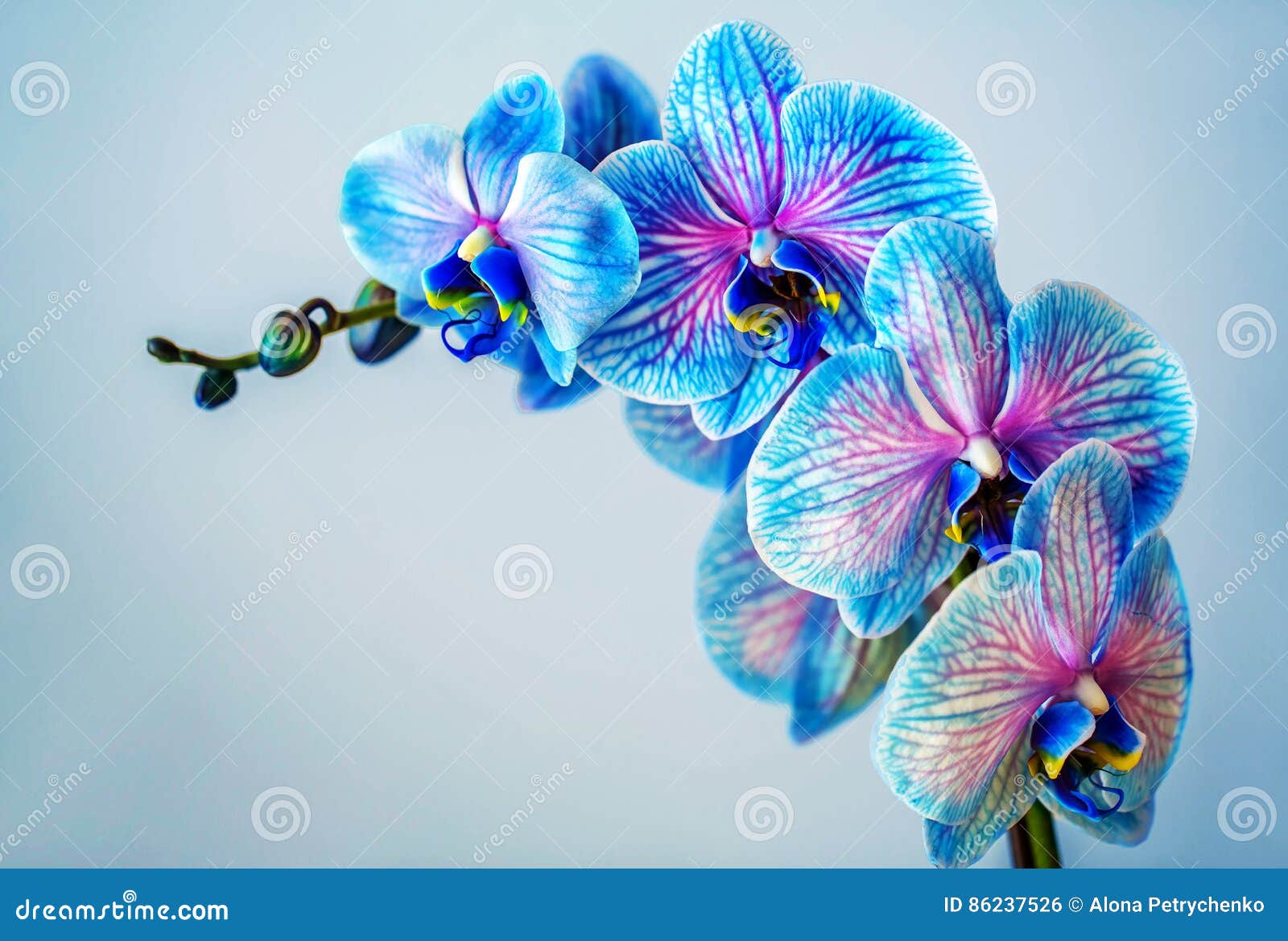 Orquídea Azul Refeição Matinal Da Orquídea Com As Flores Azuis Foto de  Stock - Imagem de nave, oferta: 86237526