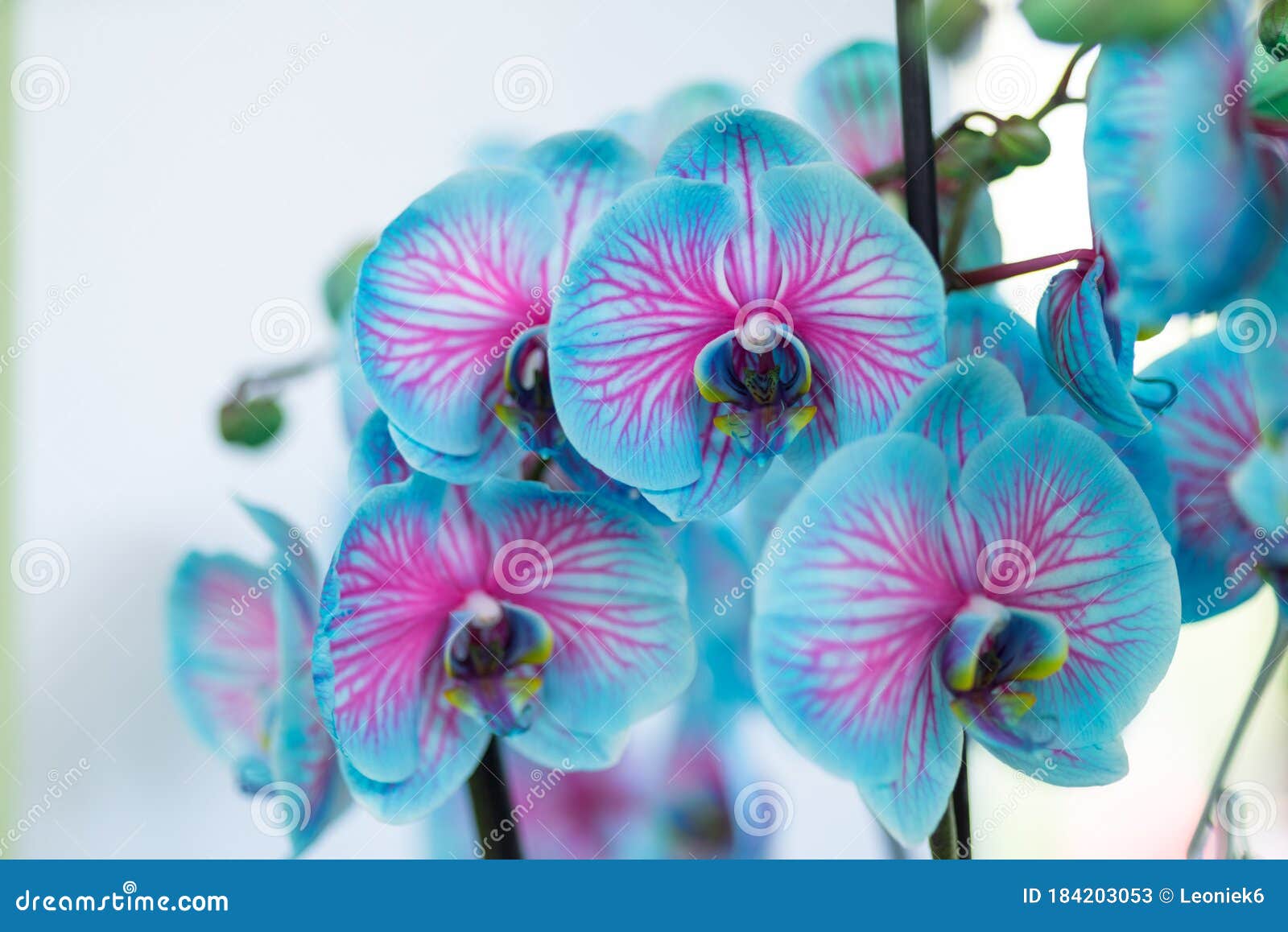 Orquídea azul y rosa imagen de archivo. Imagen de raro - 184203053