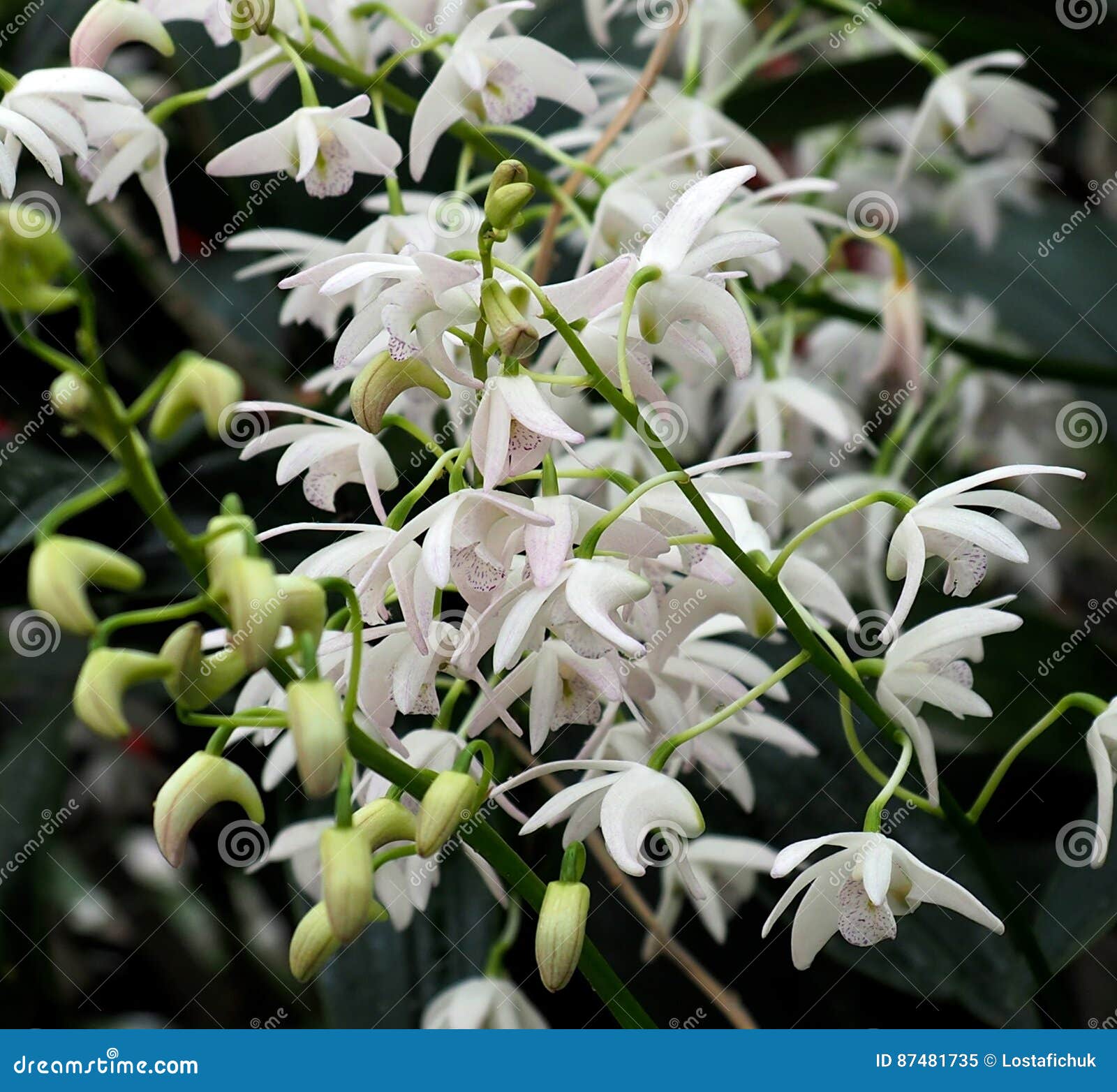 Orquídea Blanca De Kingianum Del Dendrobium En La Floración Imagen de  archivo - Imagen de tropical, hermoso: 87481735