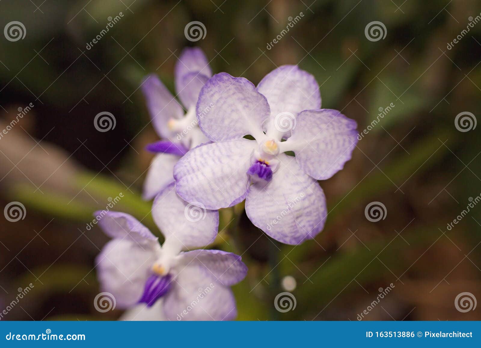 Orquídea Blanca Y De Lavanda Foto de archivo - Imagen de flores, polilla:  163513886