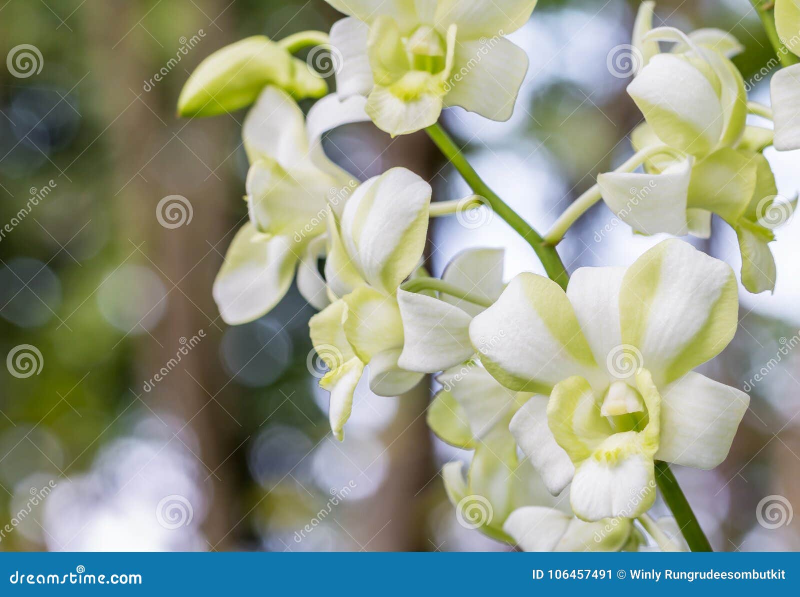 Orquídea Blanca Y Verde Hermosa, Dendrobium Imagen de archivo - Imagen de  resorte, verde: 106457491