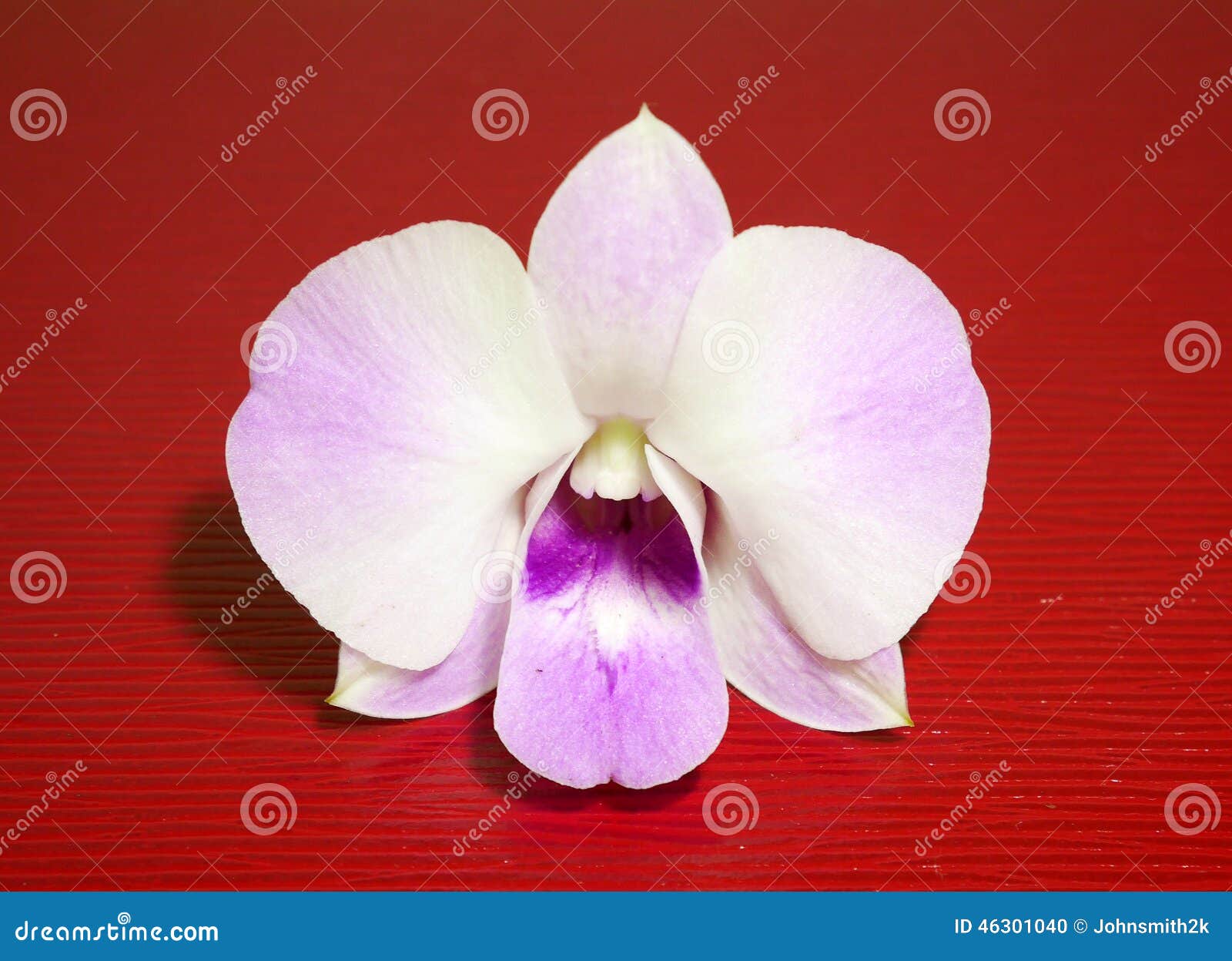Orquídea blanca y violeta foto de archivo. Imagen de cubo - 46301040