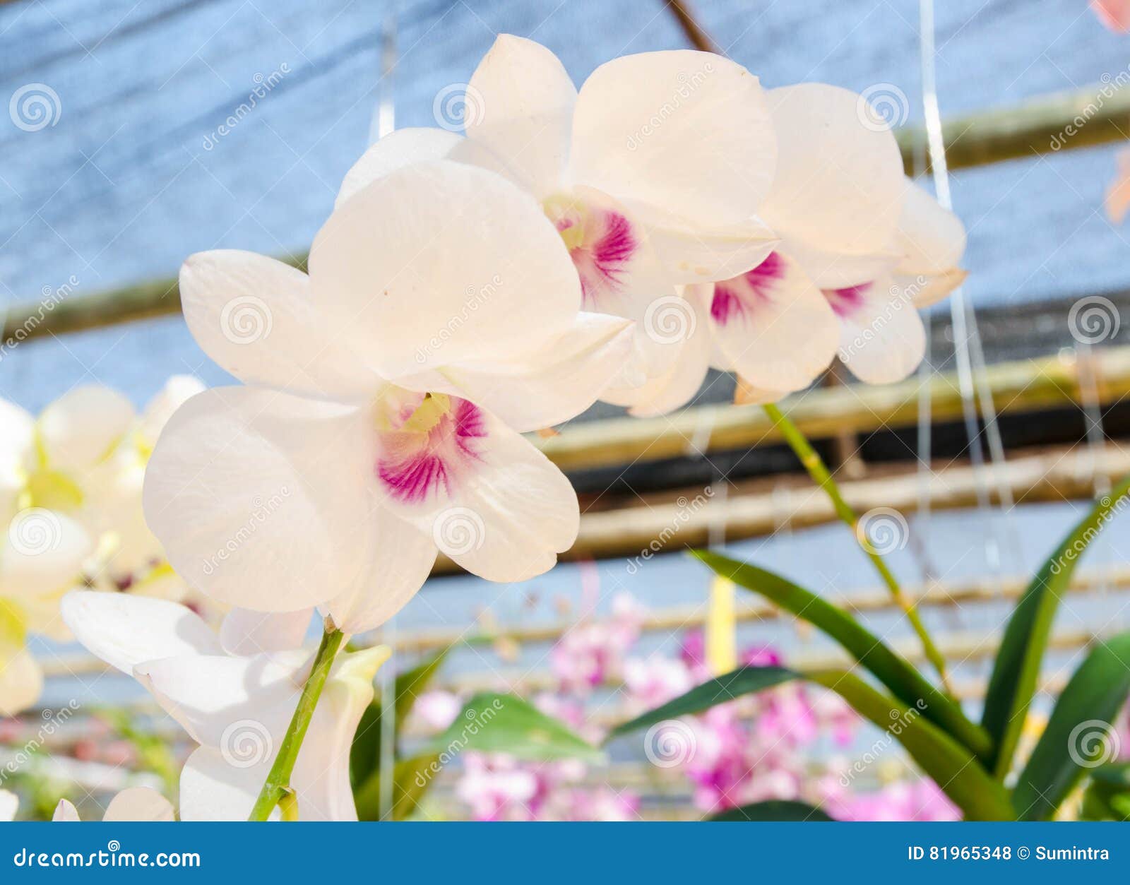 Orquídea Branca Bonita Do Phalaenopsis No Fundo Natural Foto de Stock -  Imagem de verde, clima: 81965348