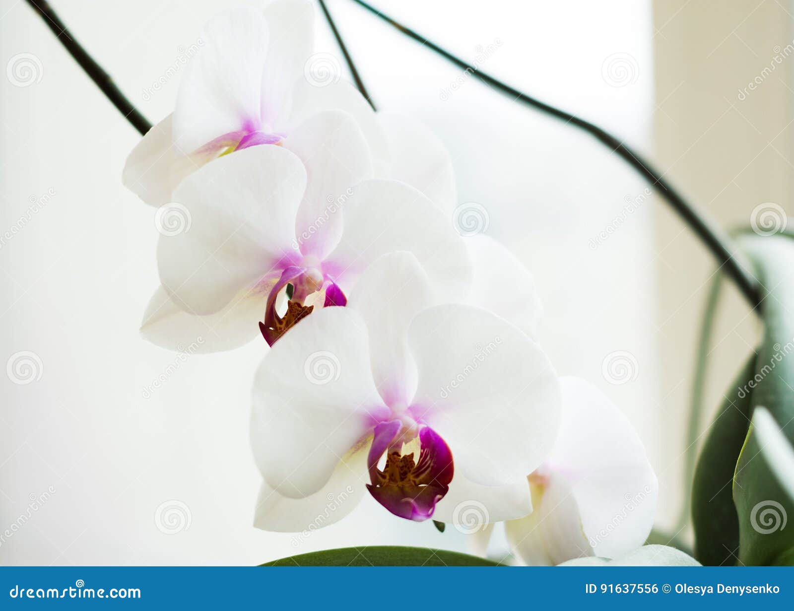 Orquídea Branca Com Centro Roxo Foto de Stock - Imagem de decorativo,  incorporado: 91637556