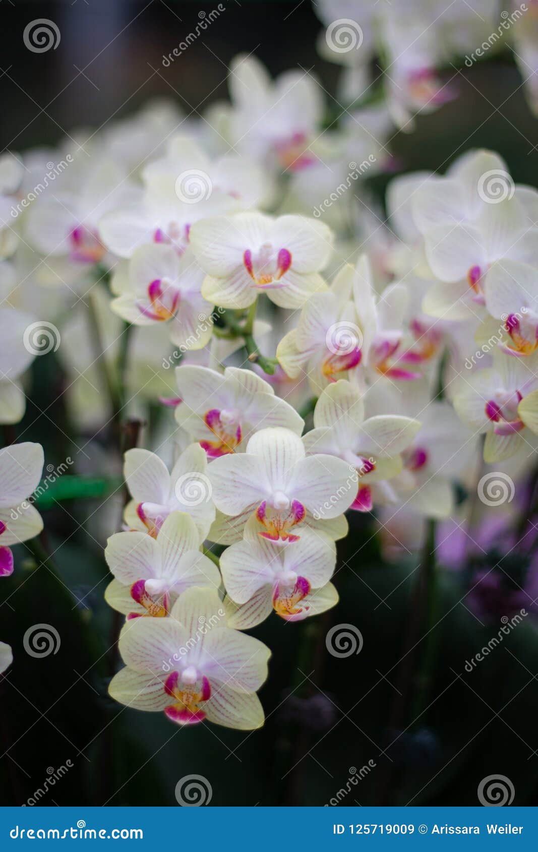 Orquídea Branca Com Cor Roxa E Amarela No Meio Imagem de Stock - Imagem de  macro, verde: 125719009