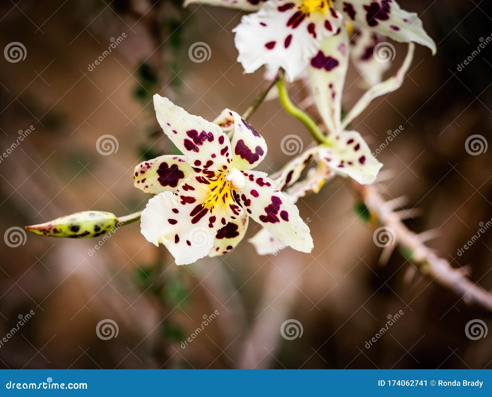 Orquídea Branca Com Manchas Roxas Escuras Imagem de Stock - Imagem de  planta, decorativo: 174062741