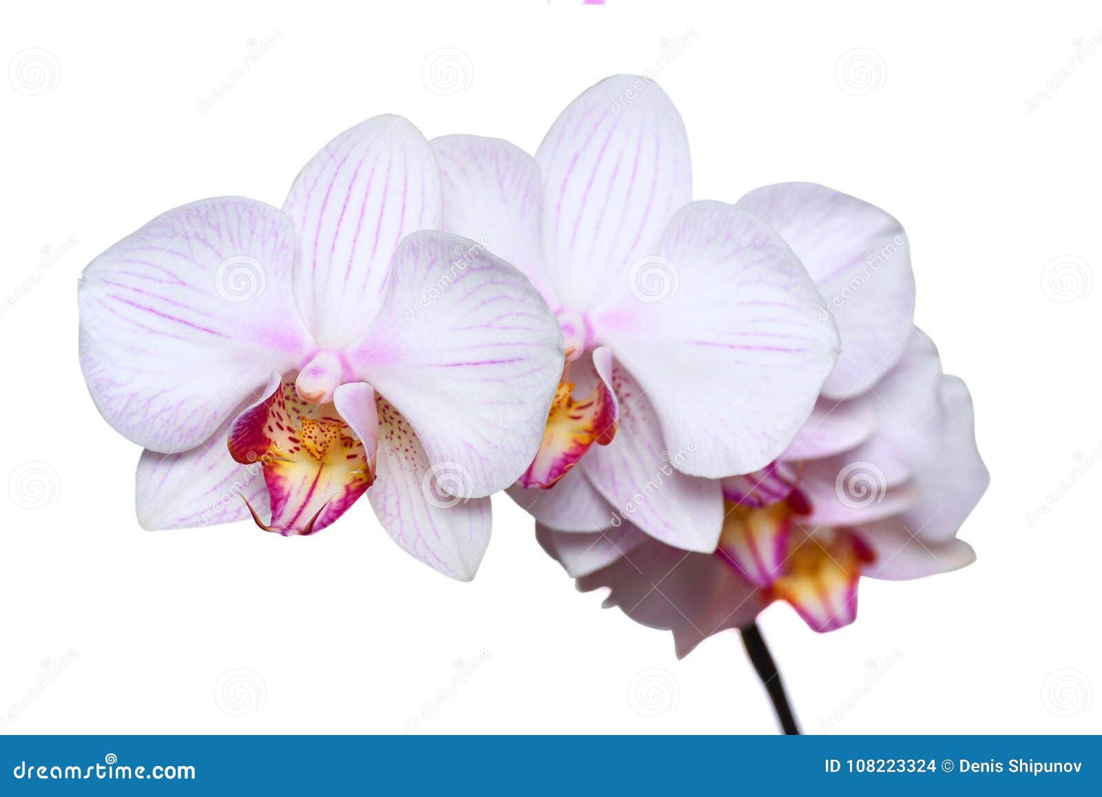 Orquídea Branca Com Veias Cor-de-rosa Isolado No Fundo Branco Foto de Stock  - Imagem de floral, haste: 108223324