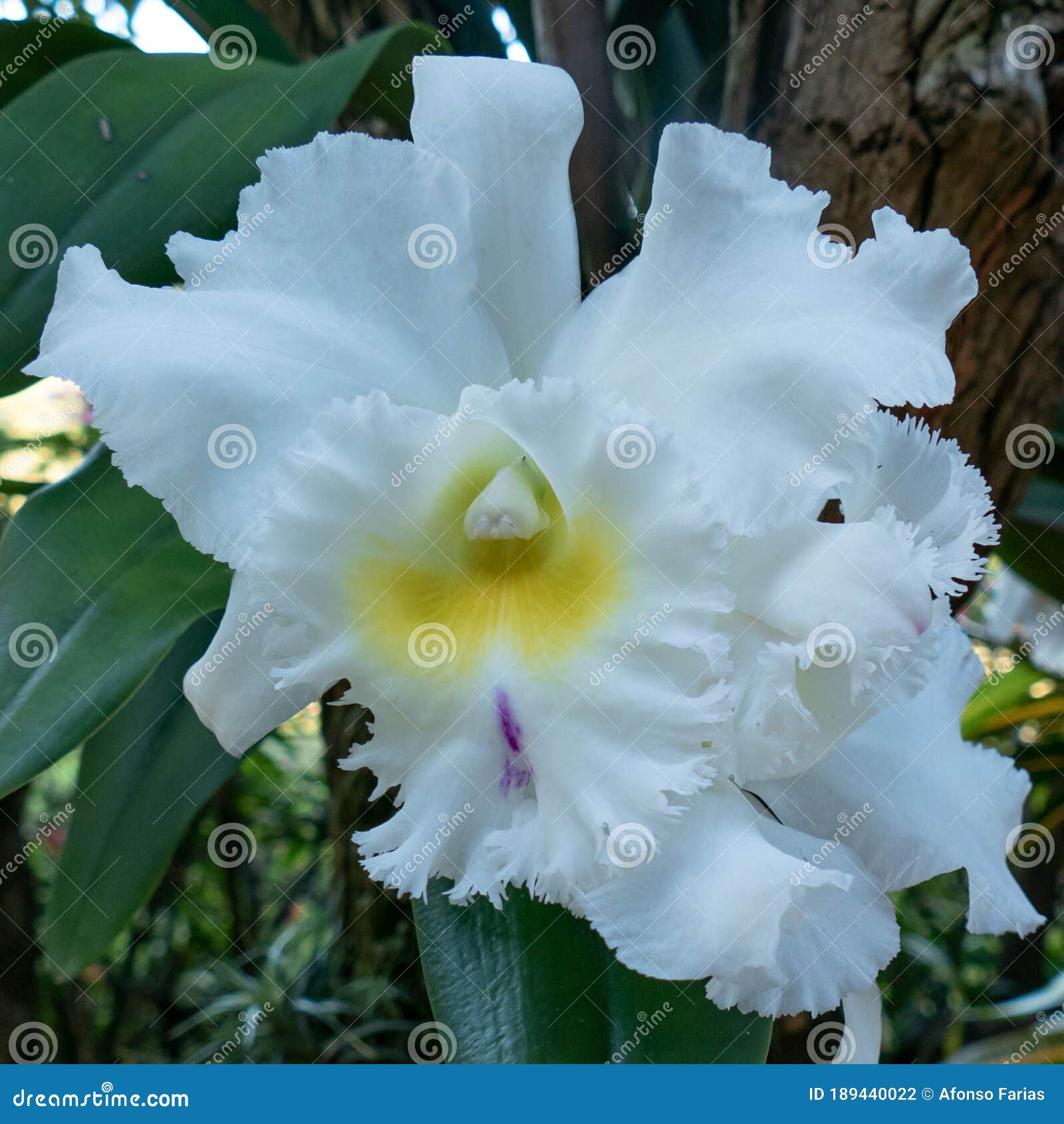 Orquídea Branca-do-campo. Fechamento Em Anchieta Brasil Foto de Stock -  Imagem de cenas, jardim: 189440022