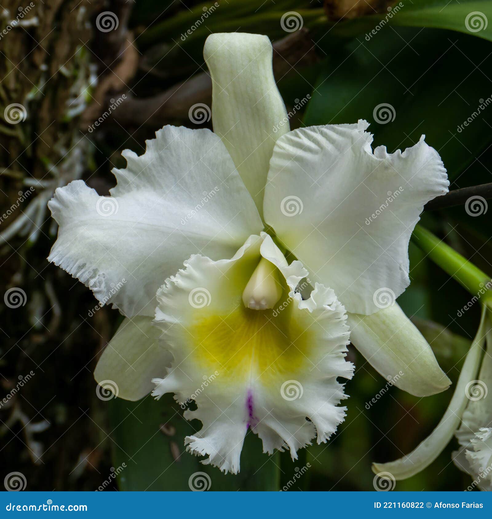 Orquídea Branca-do-campo. Fechamento Em Anchieta Brasil. Foto de Stock -  Imagem de instantâneo, floresta: 221160822