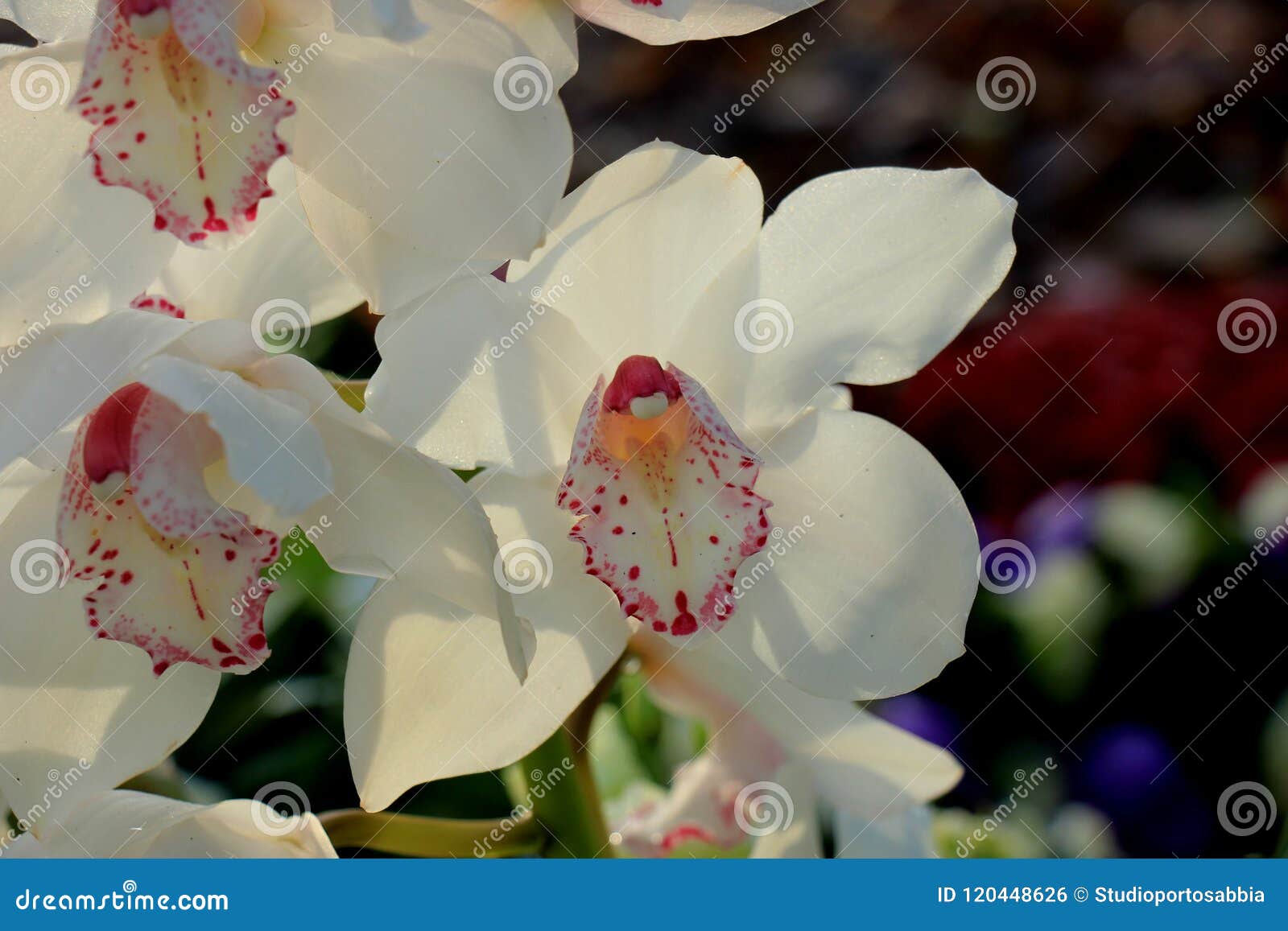 Orquídea Branca Do Cymbidium Foto de Stock - Imagem de cores, verde:  120448626