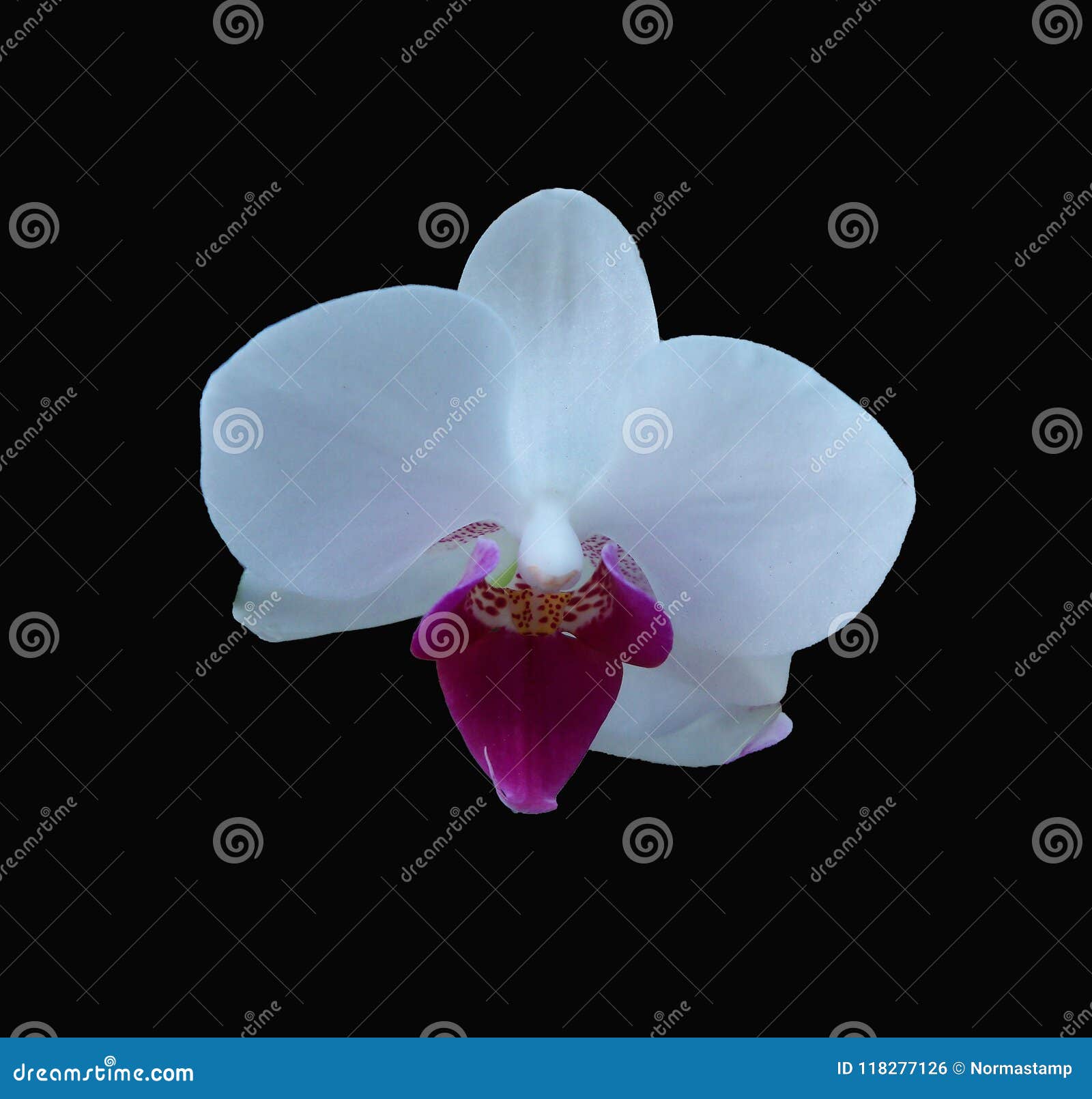 Orquídea Branca Do Phalaenopsis Em Um Fundo Preto Dramático Foto de Stock -  Imagem de roxo, preto: 118277126