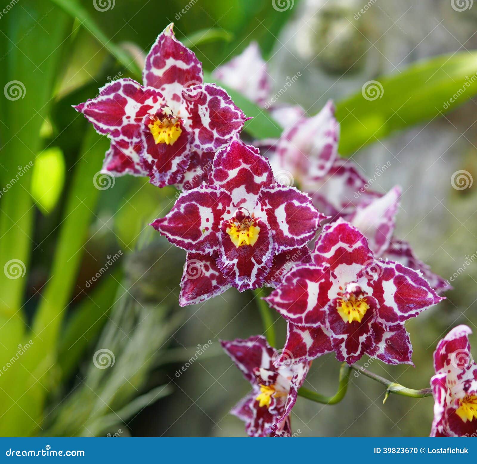 Orquídea Branca E Amarela Vermelha Foto de Stock - Imagem de flor,  tropical: 39823670