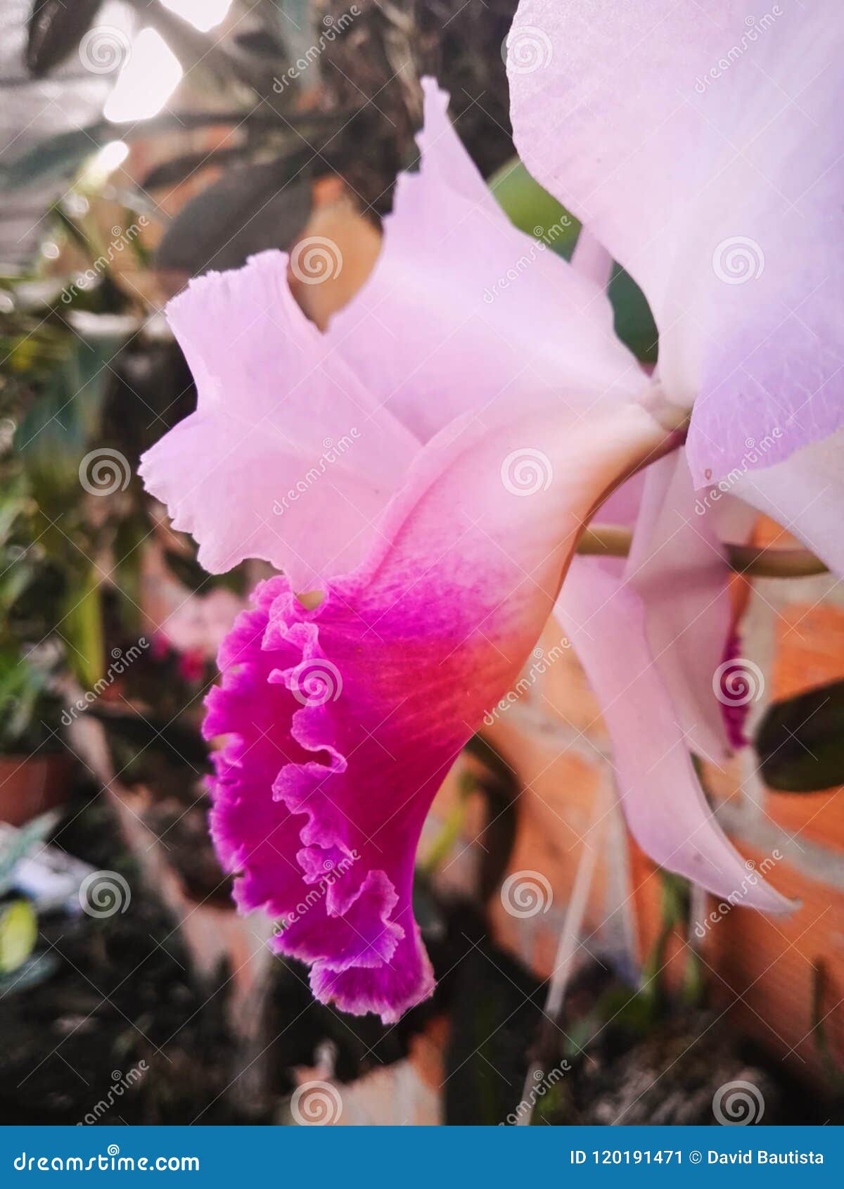 Orquídea Branca E Cor-de-rosa De Cattleya Com As Pétalas Do Fucsia Em  Colômbia Exótica Imagem de Stock - Imagem de colônia, tropical: 120191471