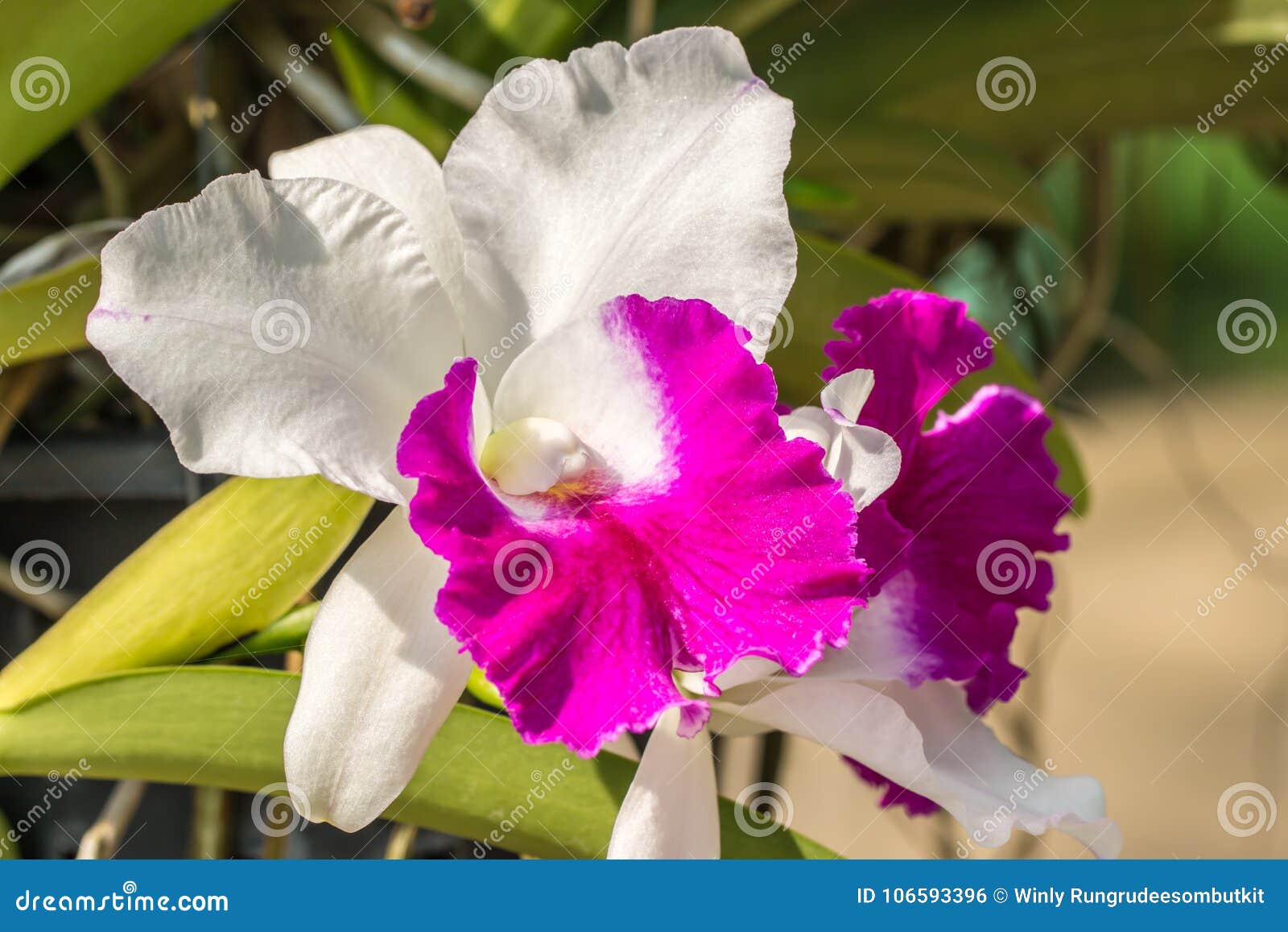 Orquídea Branca E Roxa De Cattleya Foto de Stock - Imagem de jardim, buquê:  106593396