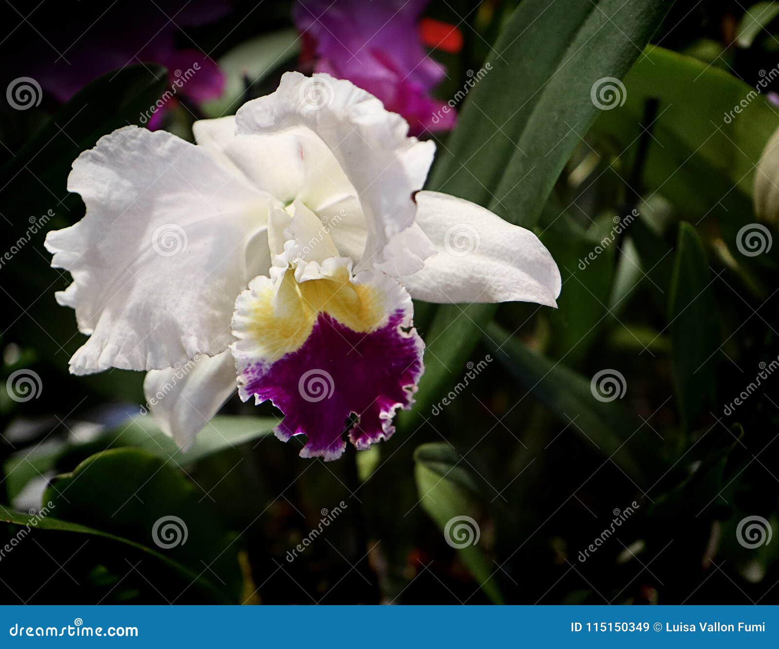 Orquídea Branca E Roxa De Cattleya Imagem de Stock - Imagem de verde,  escuro: 115150349