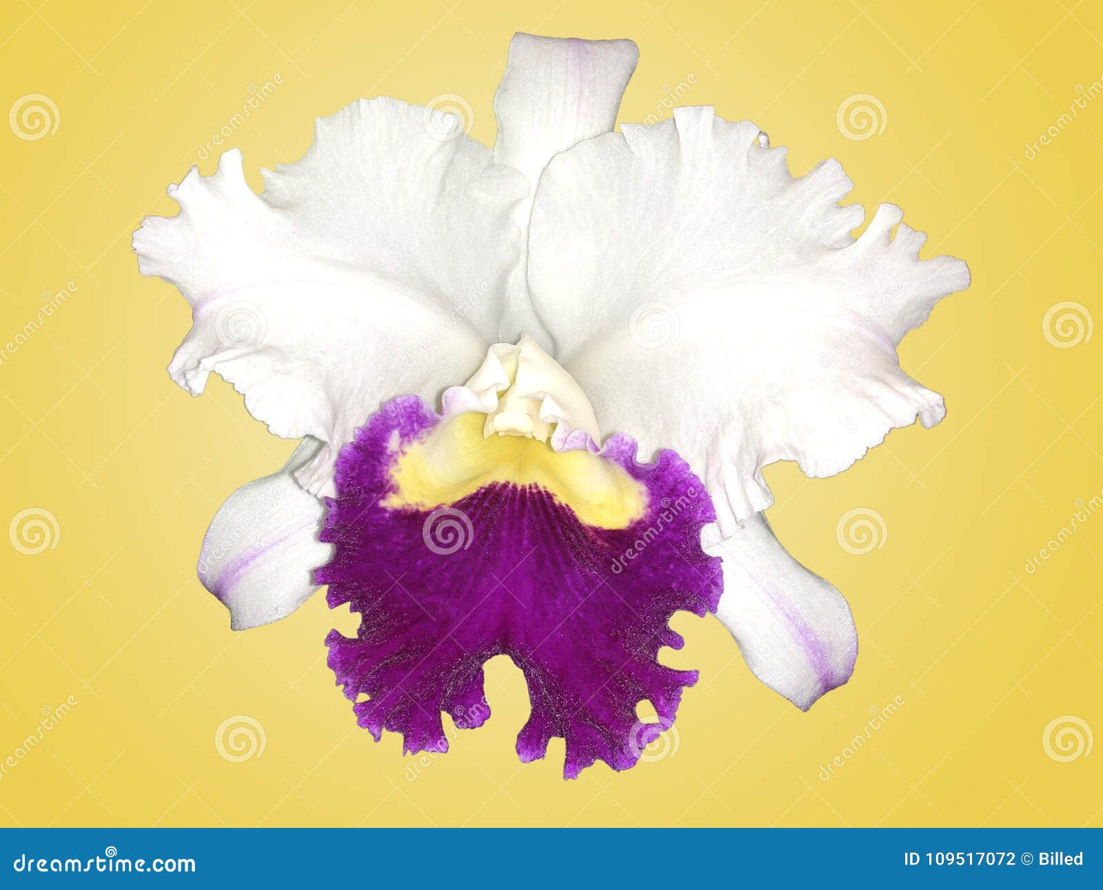 Orquídea Branca E Roxa De Islolated De Cattleya Com Fundo Amarelo Foto de  Stock - Imagem de planta, flor: 109517072